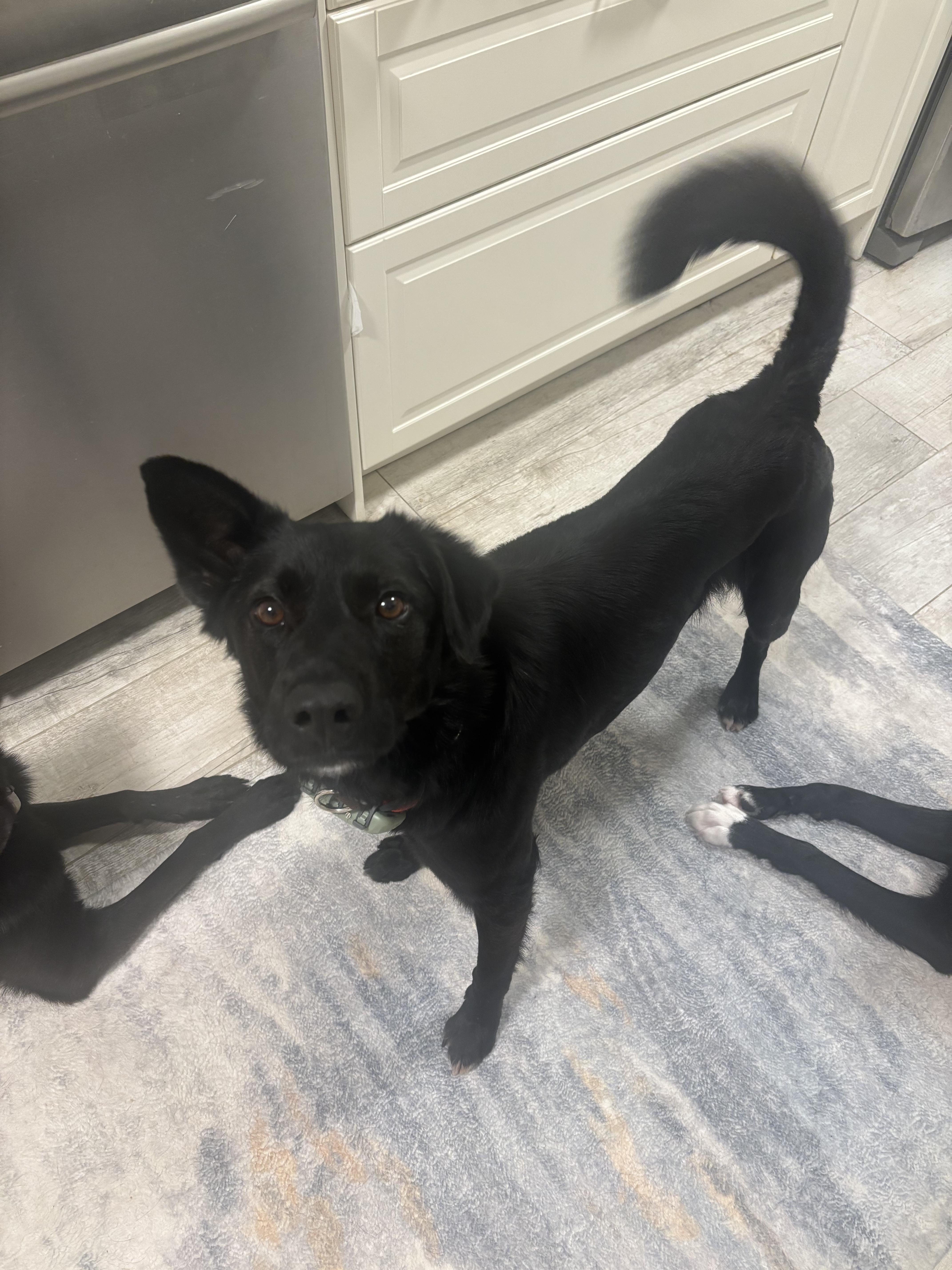 Enlarge Bowie, a ADOPTABLE mixed breed in North York, ON image 2/2