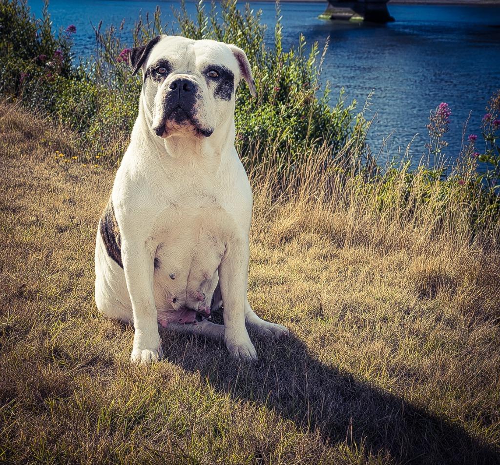 Enlarge Peaches, a Adoptable American Bulldog in Gold Beach, OR image 1/2