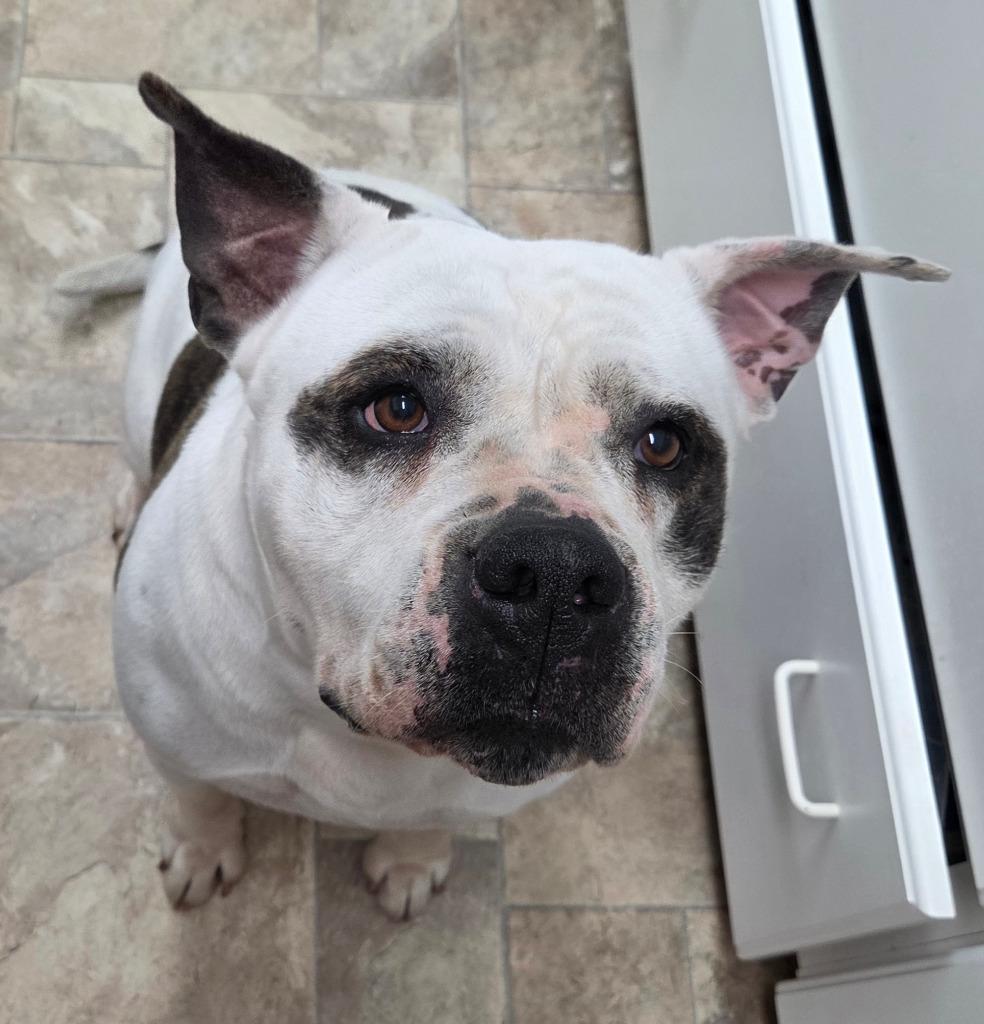 Peaches, Adoptable, Adult Female American Bulldog.