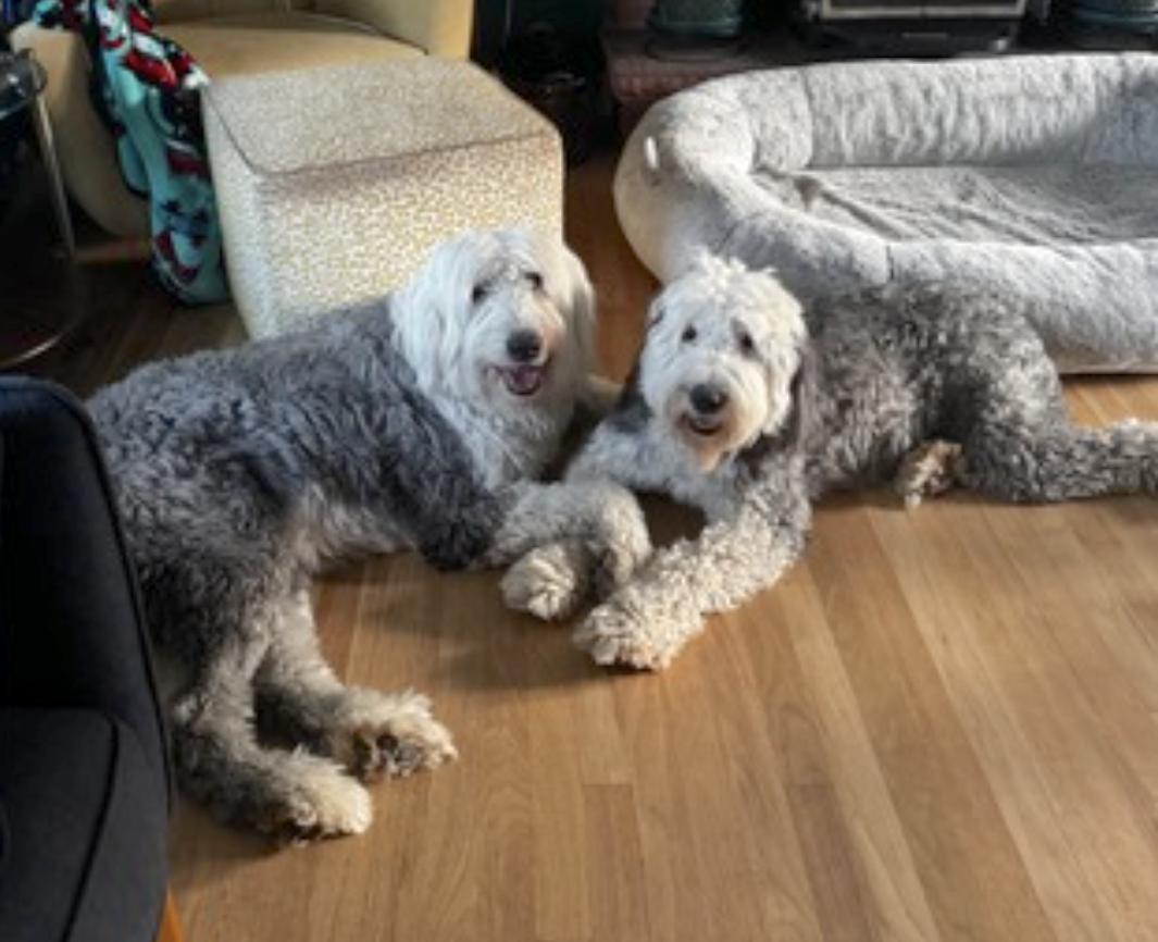 Enlarge Daisy and Ziggy, an adopted Old English Sheepdog in Boulder, CO image 3/5