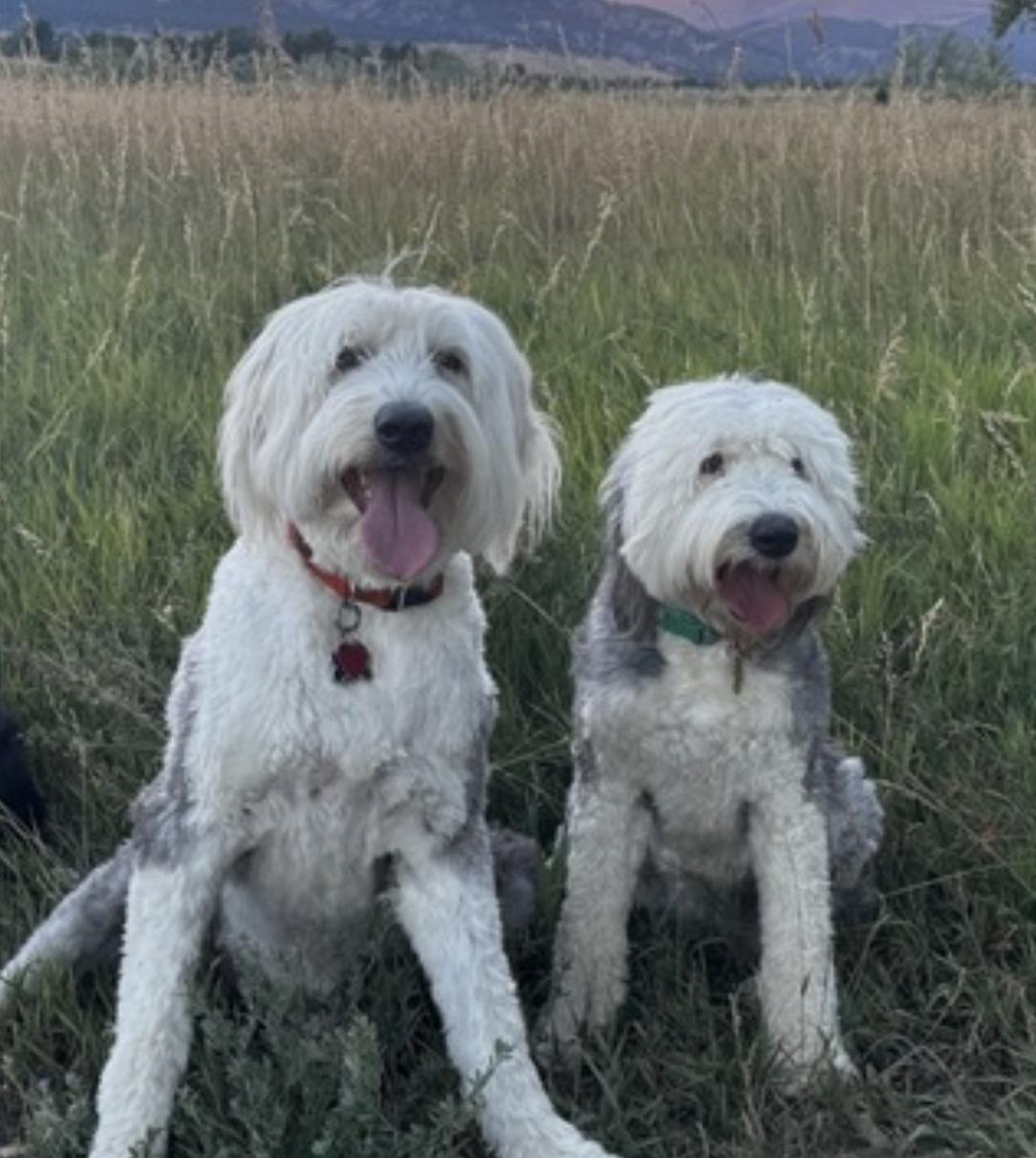 Enlarge Daisy and Ziggy, an adopted Old English Sheepdog in Boulder, CO image 2/5