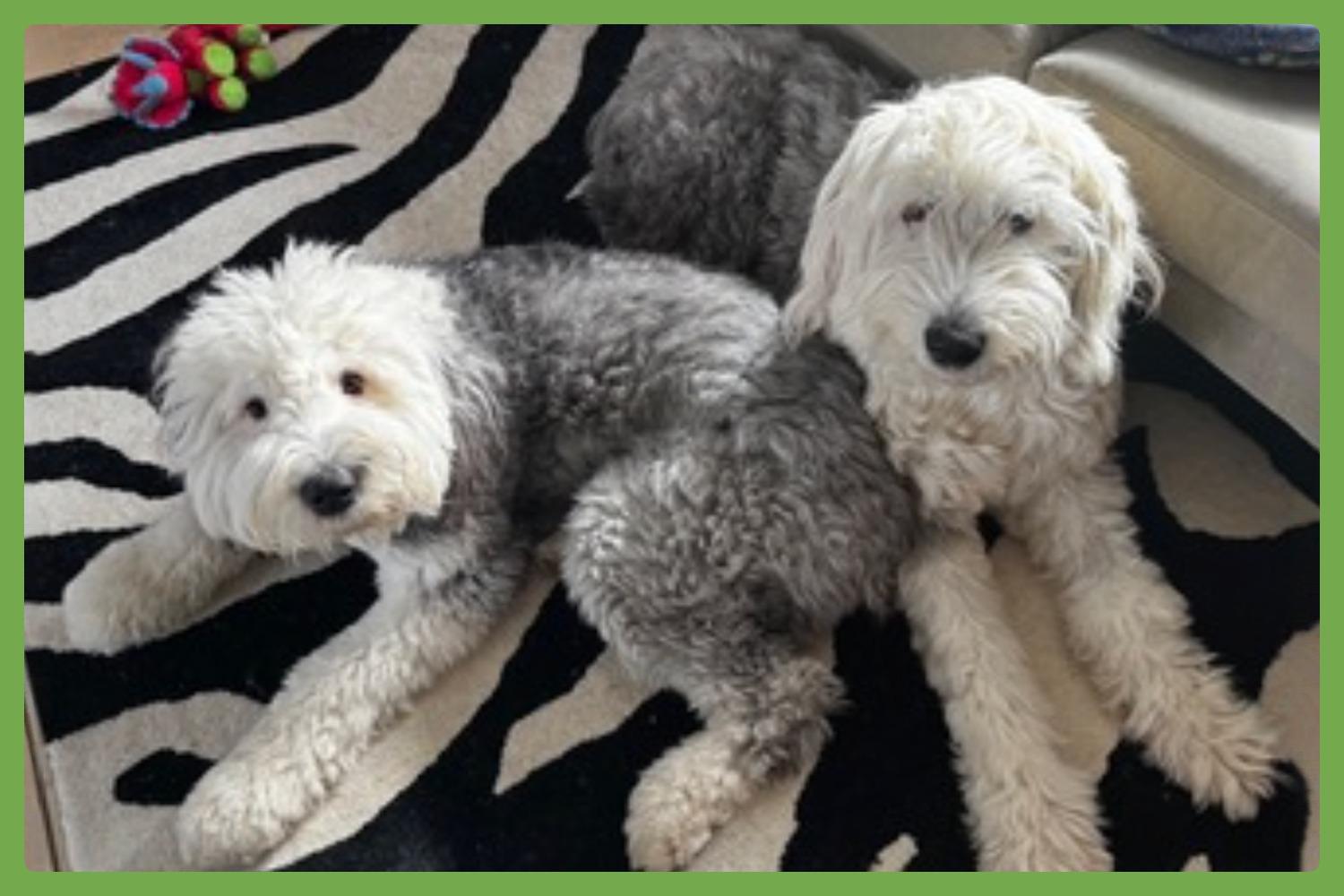 Daisy and Ziggy, adopted, Adult Female Old English Sheepdog.