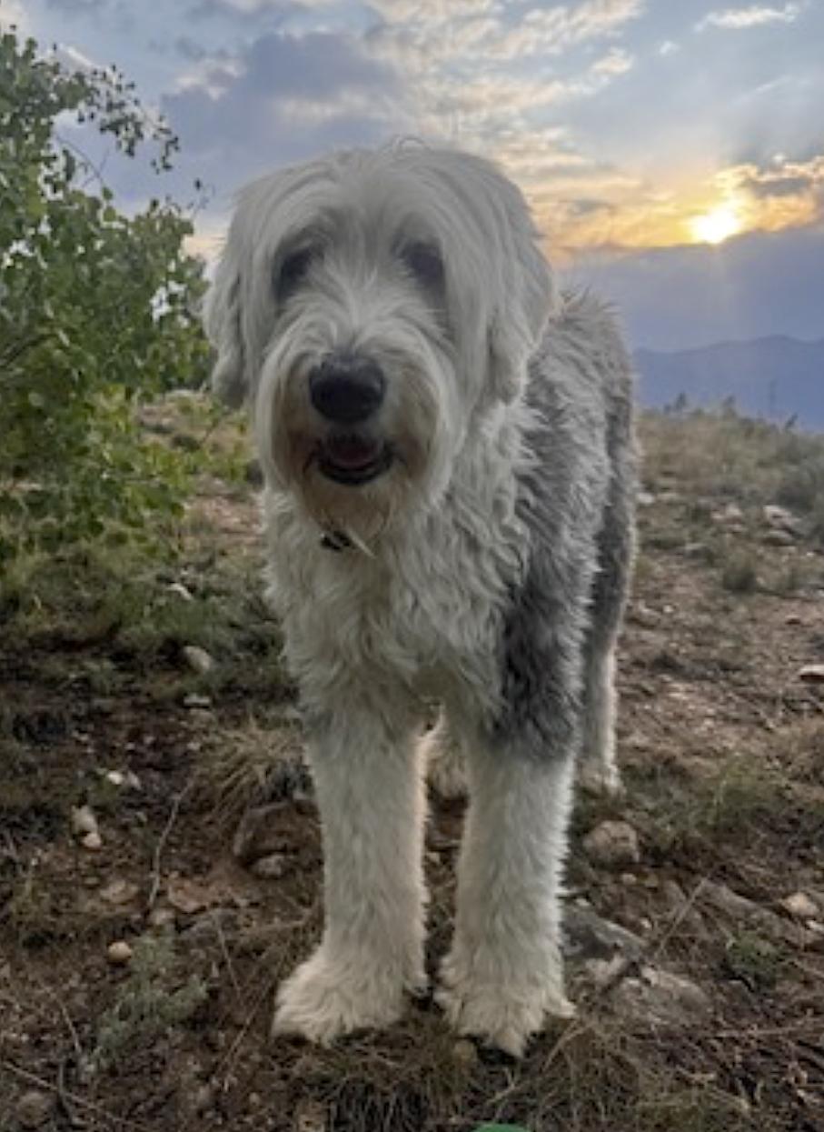 Enlarge Daisy and Ziggy, an adopted Old English Sheepdog in Boulder, CO image 4/5