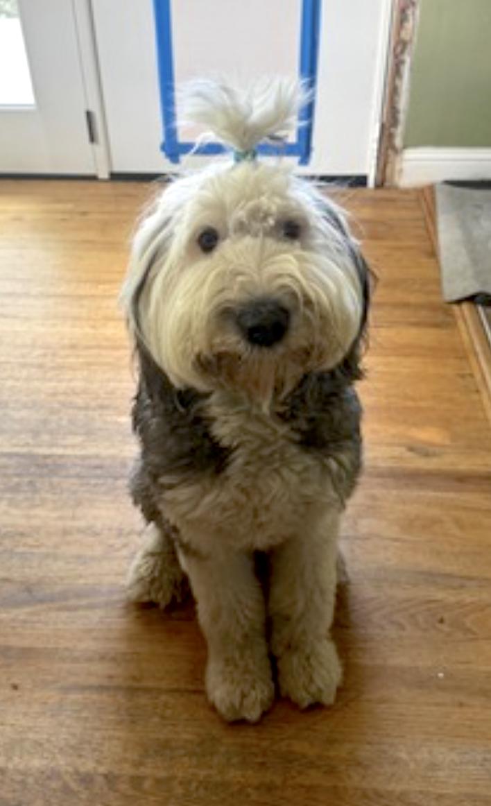 Enlarge Daisy and Ziggy, an adopted Old English Sheepdog in Boulder, CO image 5/5