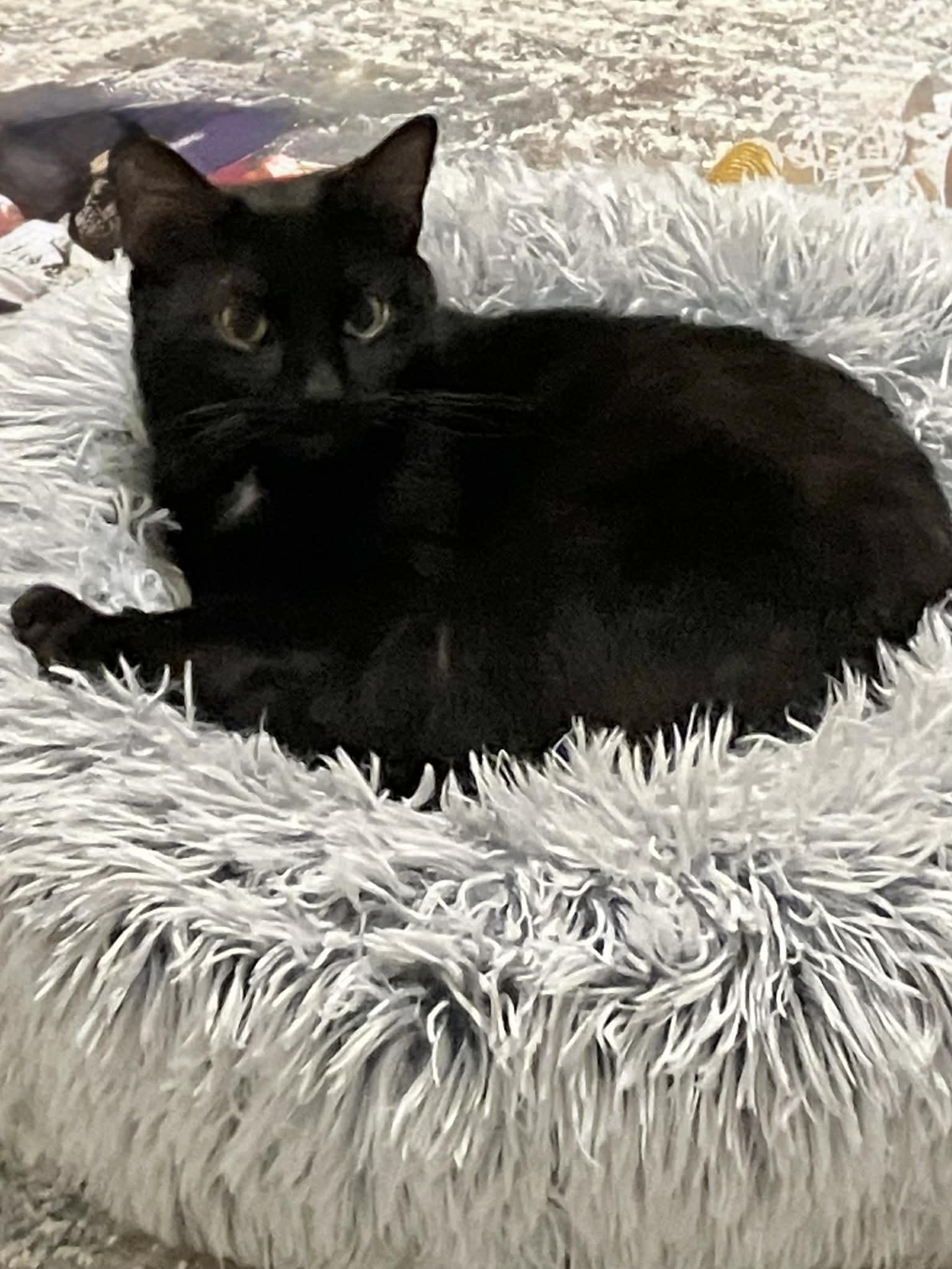 Dorothy, Adoptable, Adult Female Domestic Short Hair.