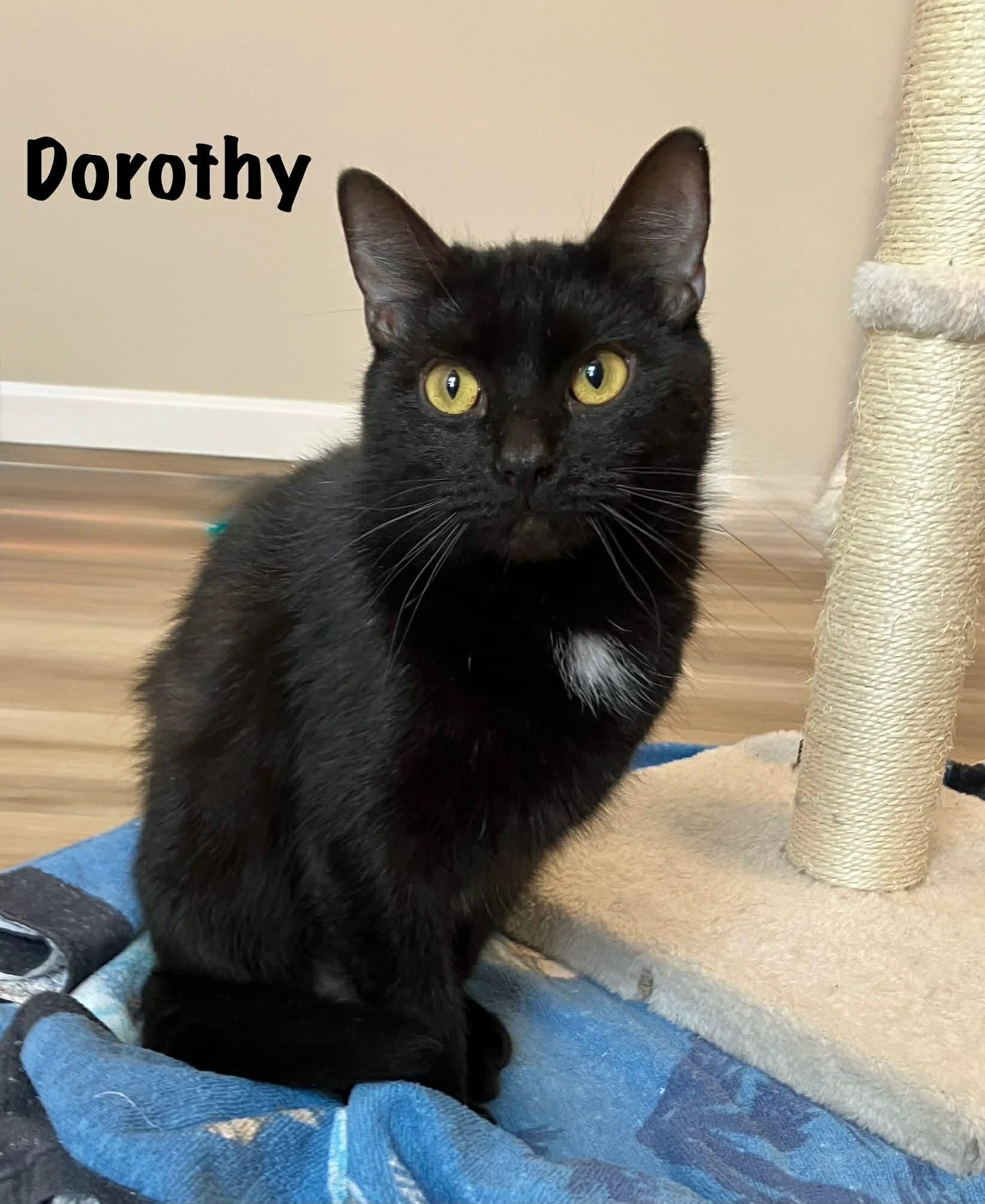 Dorothy, Adoptable, Adult Female Domestic Short Hair.