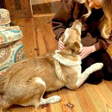 Enlarge Buddy -s, a ADOPTABLE mixed breed in Sequatchie, TN image 4/6