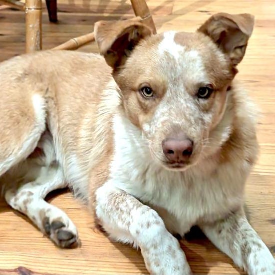 Buddy -s, ADOPTABLE, Young Male Australian Shepherd & Australian Cattle Dog / Blue Heeler.