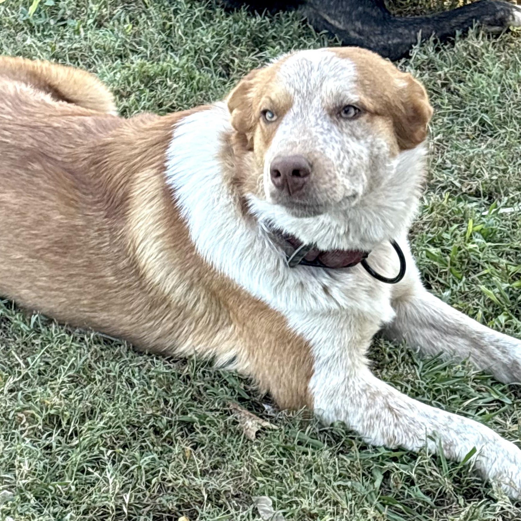 Enlarge Buddy -s, a ADOPTABLE mixed breed in Sequatchie, TN image 3/6