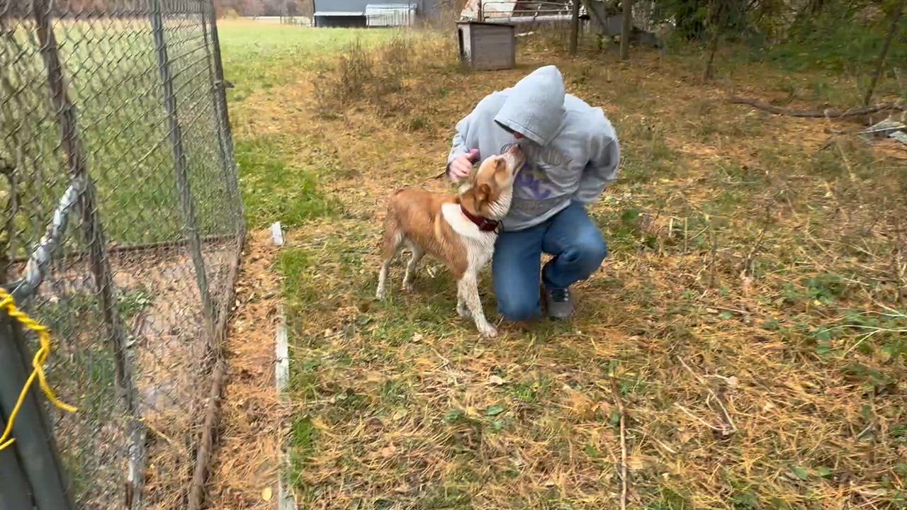 Enlarge Buddy -s, a ADOPTABLE mixed breed in Sequatchie, TN video 6/6