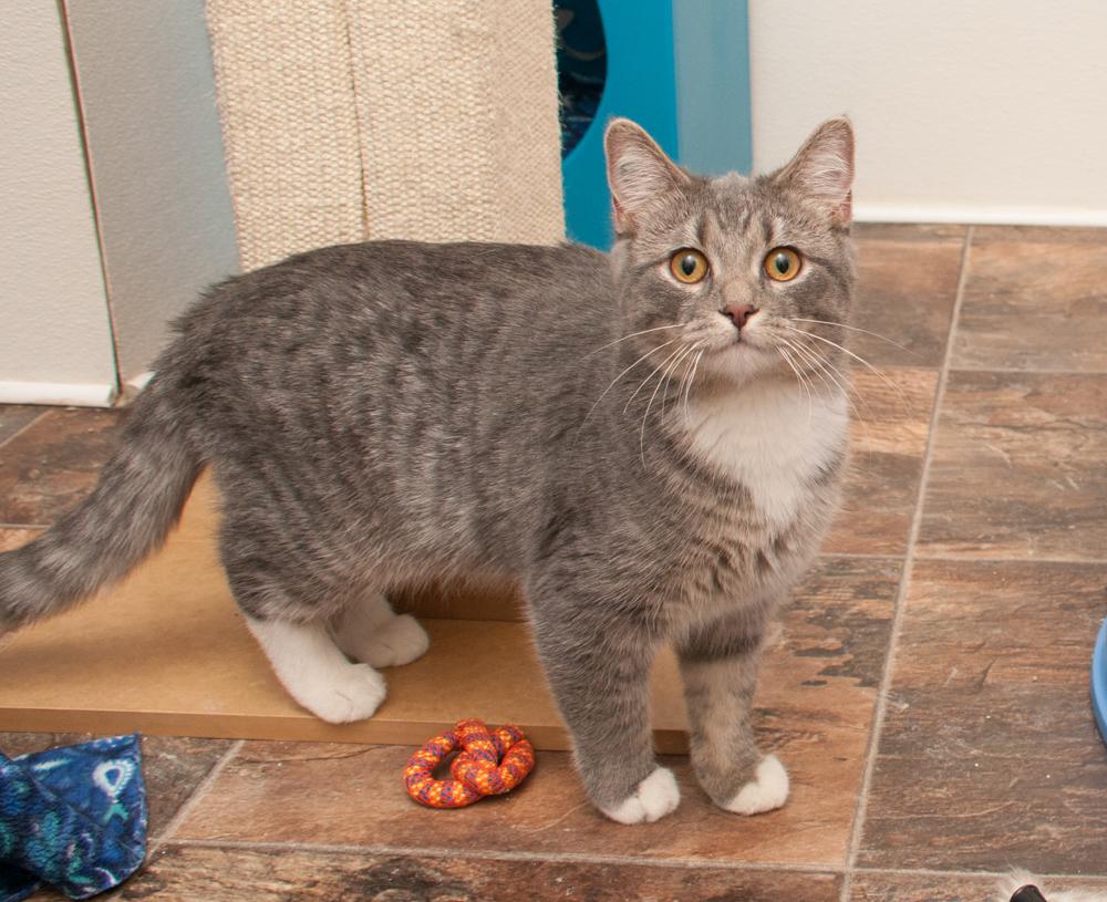 River (gets adopted with Mr. Molly), a Adoptable Tabby in Westminster, CO image 2/3