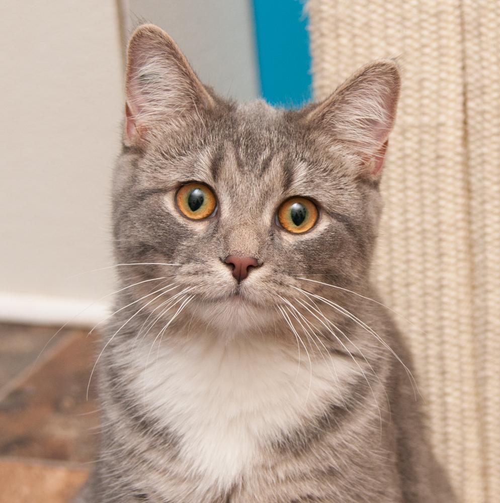 River (gets adopted with Mr. Molly), a Adoptable Tabby in Westminster, CO image 1/3