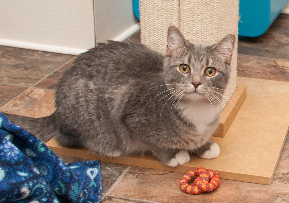 River (gets adopted with Mr. Molly), a Adoptable Tabby in Westminster, CO image 3/3