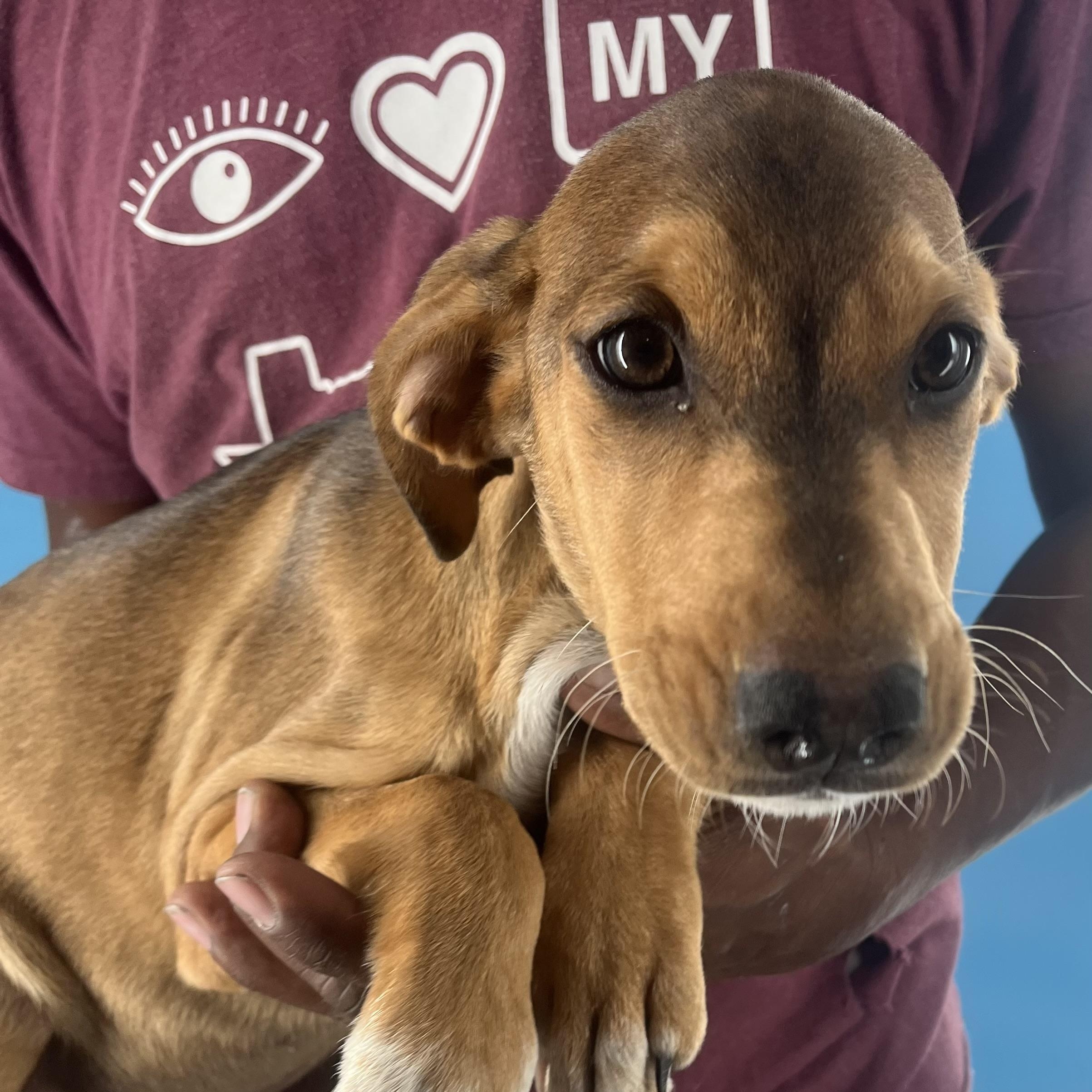 Febee - Local February 13-15, adoptable, Puppy Female Australian Shepherd & Hound.