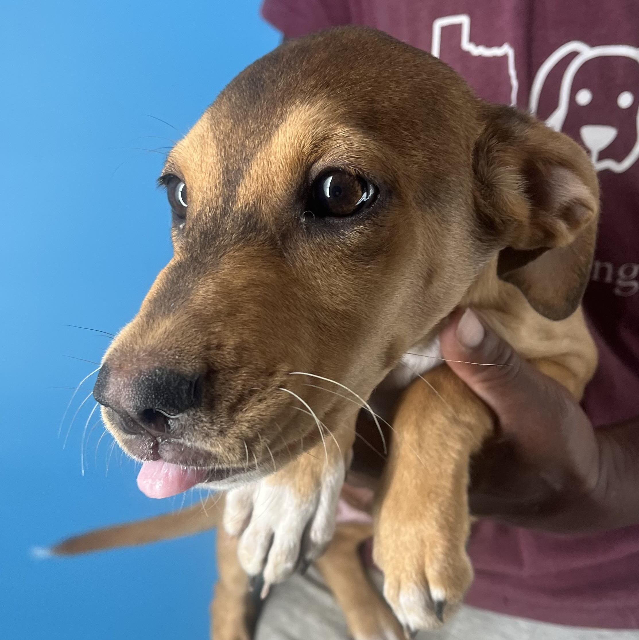 Enlarge Febee - Local March 13-15, an adoptable mixed breed in Beaverton , OR image 2/6