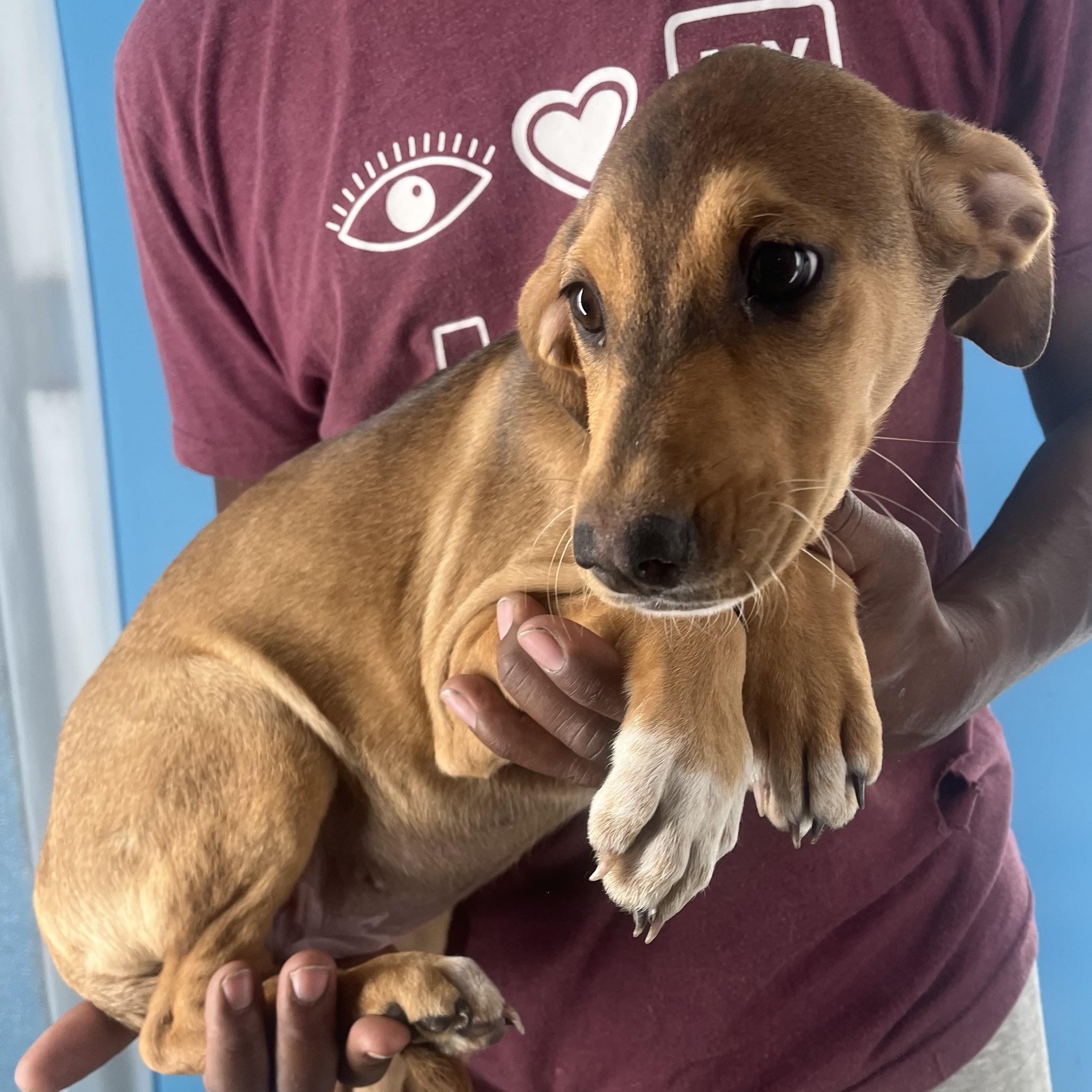 Enlarge Febee - Local March 13-15, an adoptable mixed breed in Beaverton , OR image 4/6