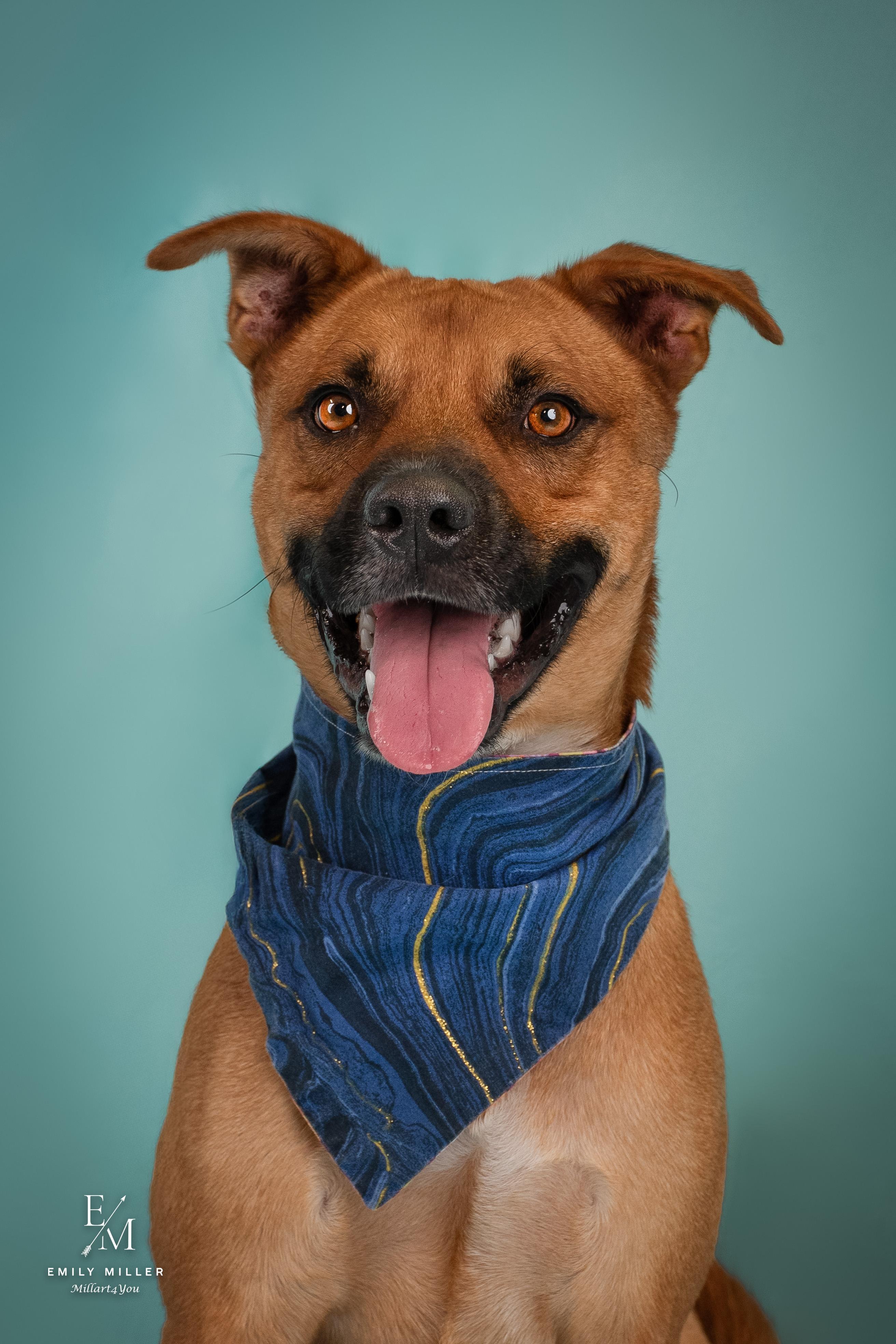 JUPITER, Adoptable, Adult Male German Shepherd Dog.
