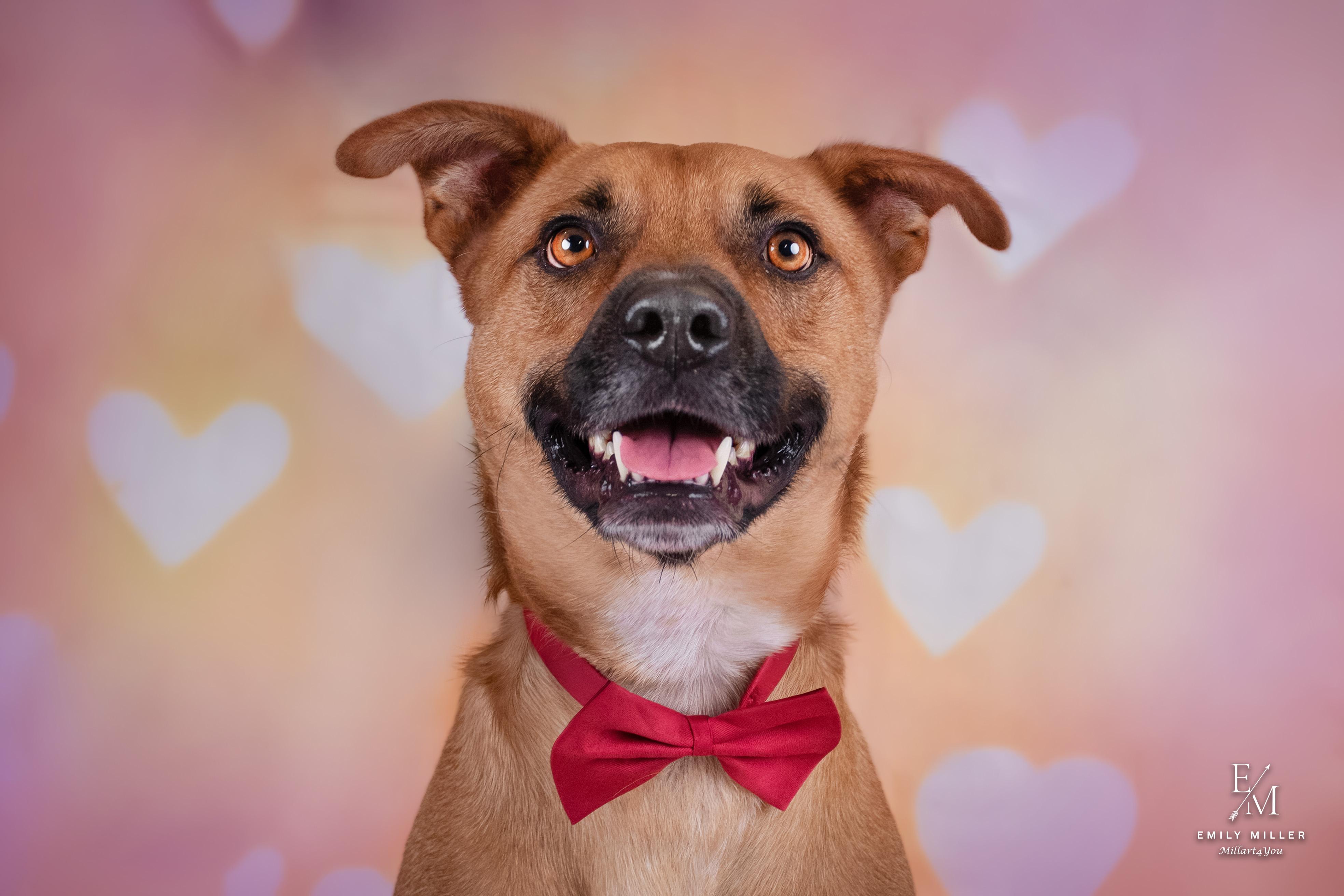 Enlarge JUPITER, a Adoptable mixed breed in Phoenix, AZ image 2/6