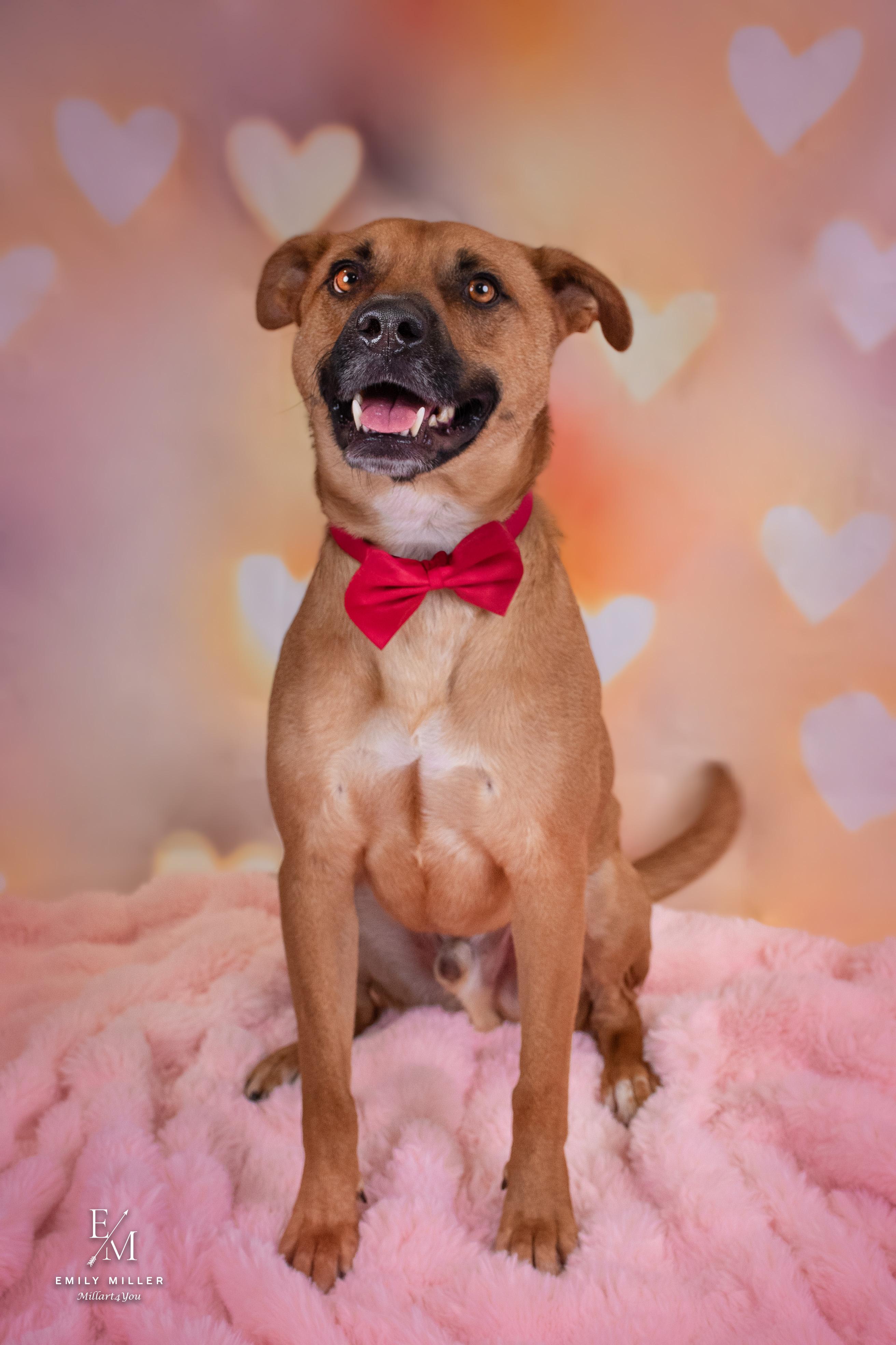 Enlarge JUPITER, a Adoptable mixed breed in Phoenix, AZ image 1/6