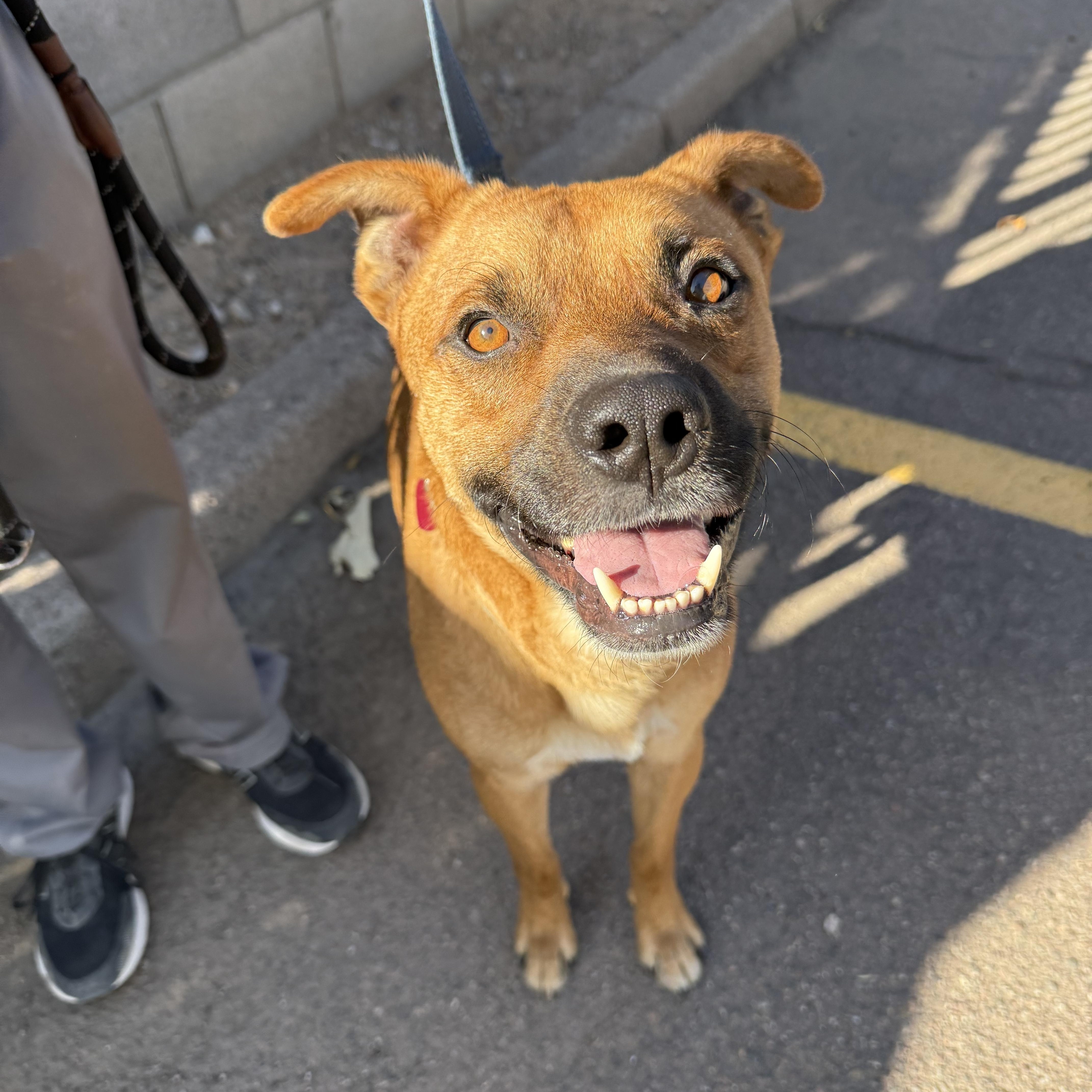 JUPITER, a Adoptable mixed breed in Phoenix, AZ image 2/6