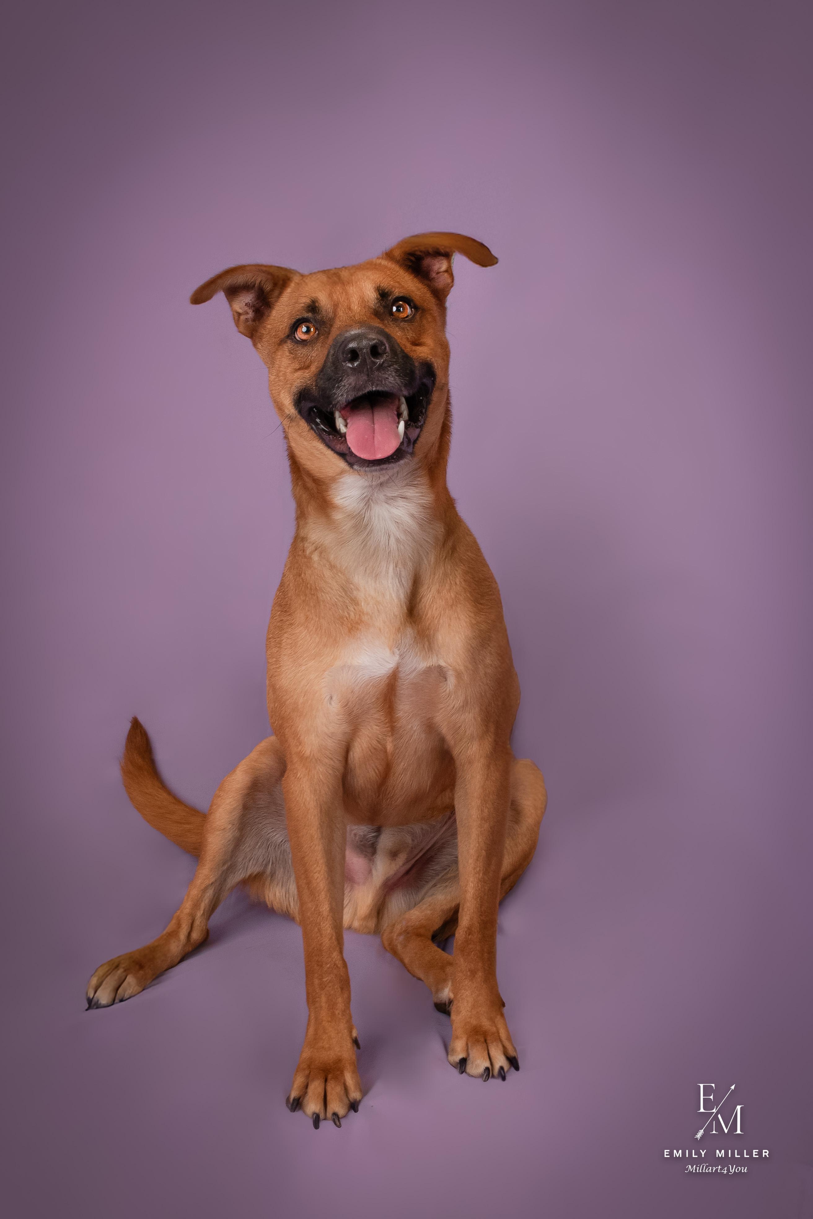 JUPITER, a Adoptable mixed breed in Phoenix, AZ image 3/6