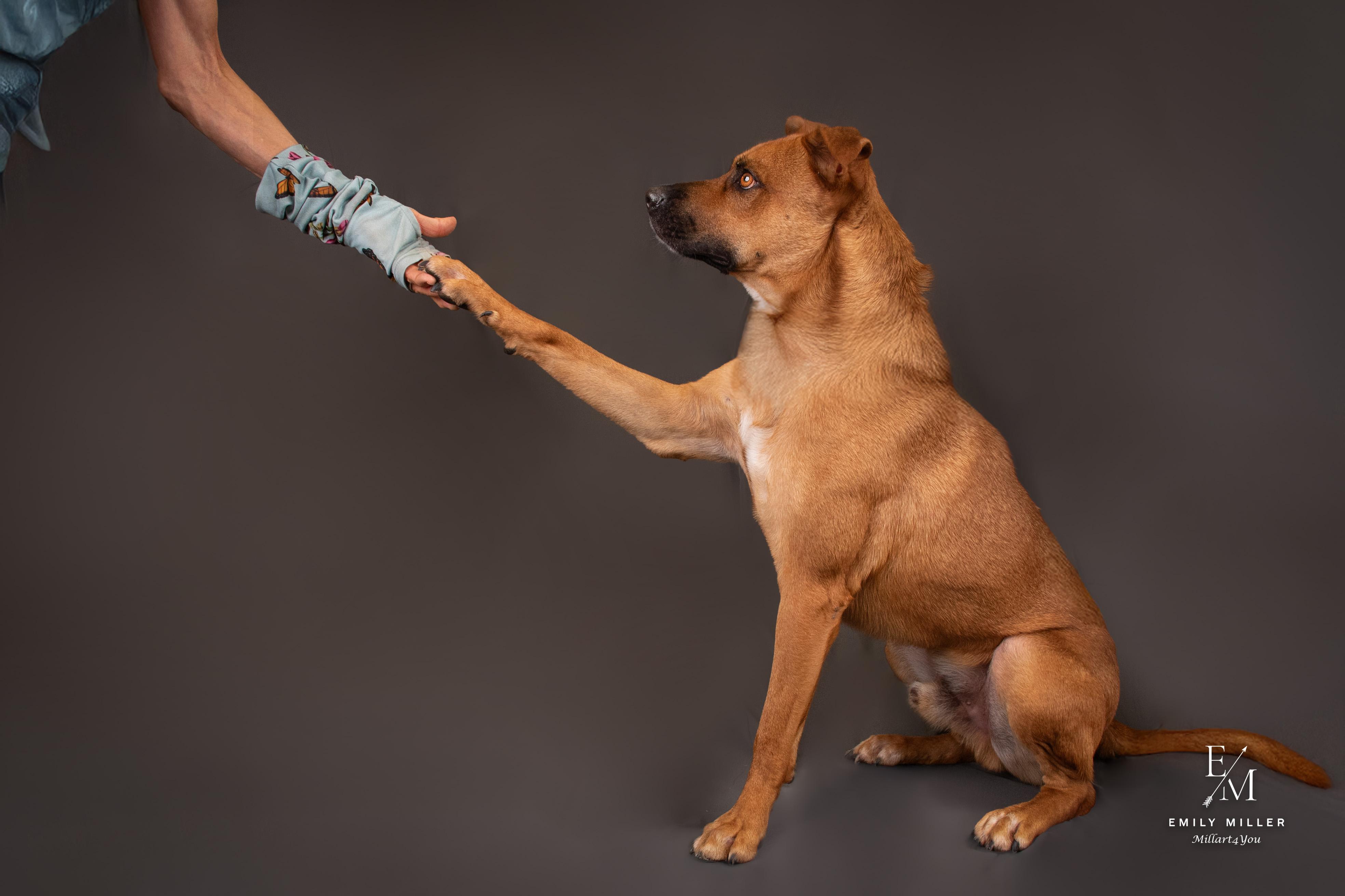 JUPITER, a Adoptable mixed breed in Phoenix, AZ image 5/6