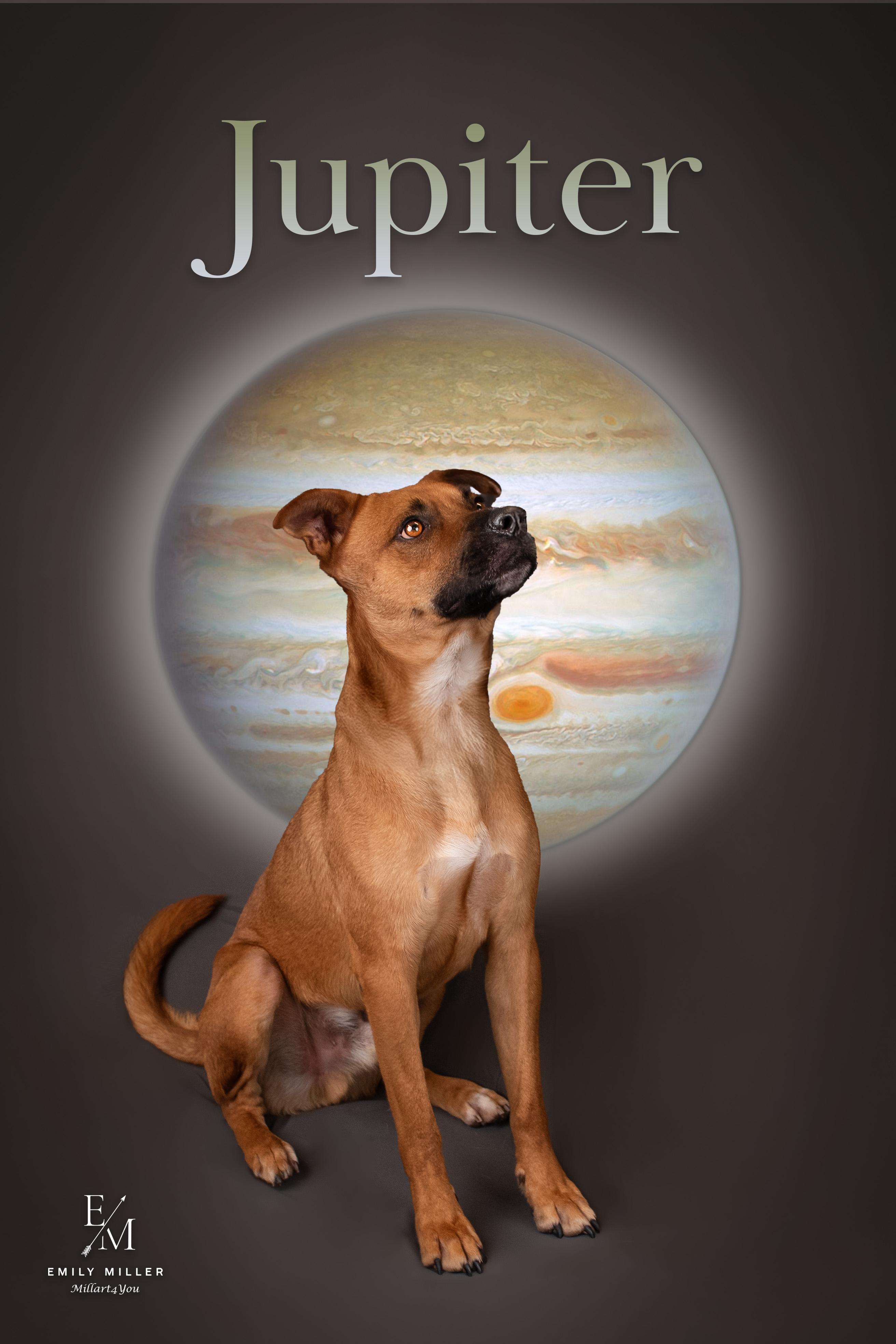 JUPITER, a Adoptable mixed breed in Phoenix, AZ image 6/6
