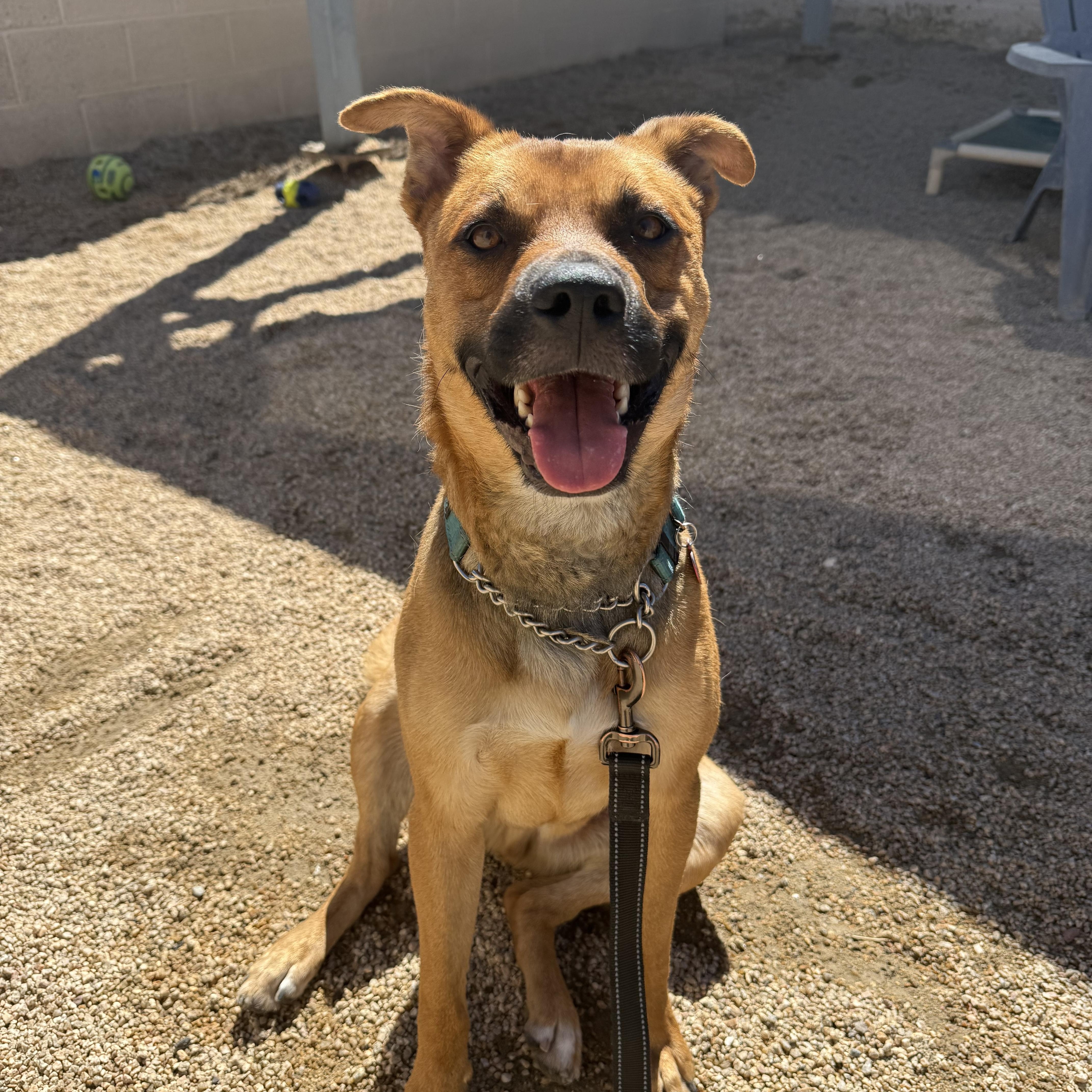 JUPITER, a Adoptable mixed breed in Phoenix, AZ image 4/6
