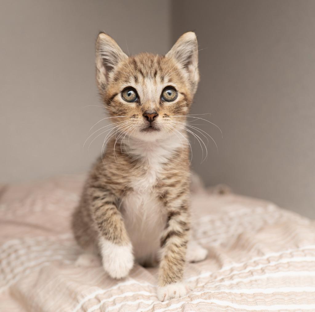 Enlarge Everett, a Adoptable mixed breed in Los Angeles, CA image 1/6