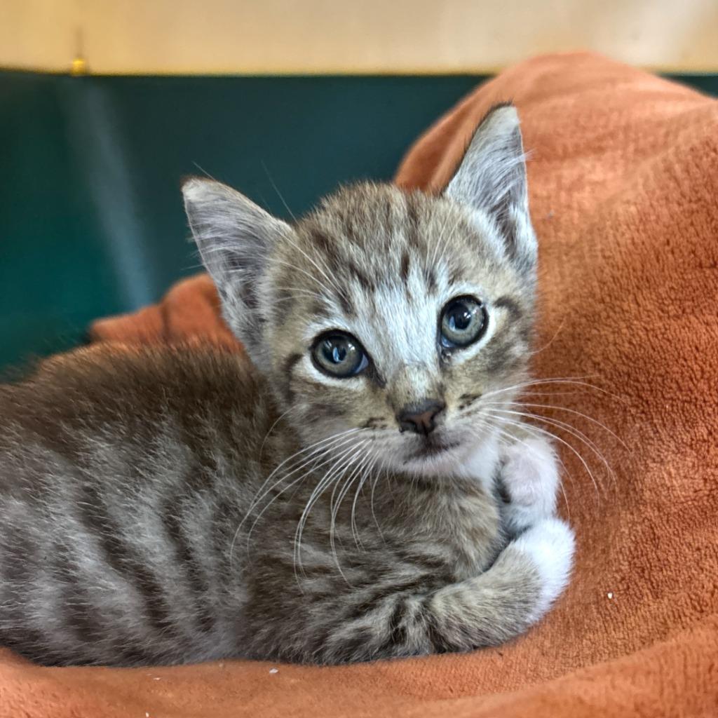 Enlarge Everett, a Adoptable mixed breed in Los Angeles, CA image 2/6