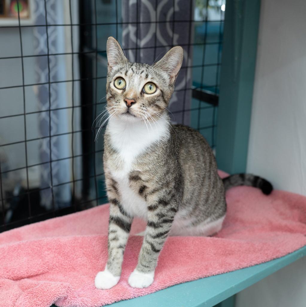 Enlarge Everett, a Adoptable mixed breed in Los Angeles, CA image 3/6