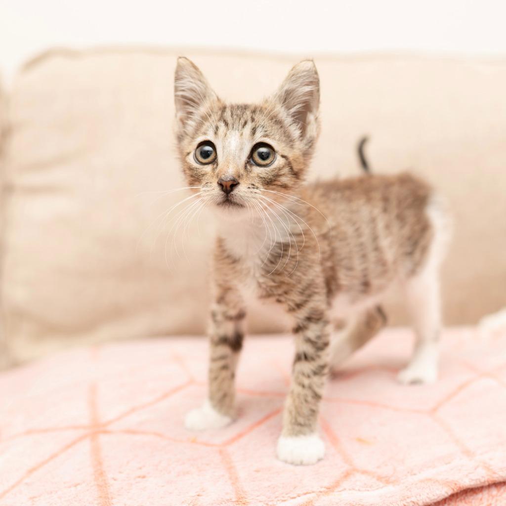 Enlarge Everett, a Adoptable mixed breed in Los Angeles, CA image 5/6