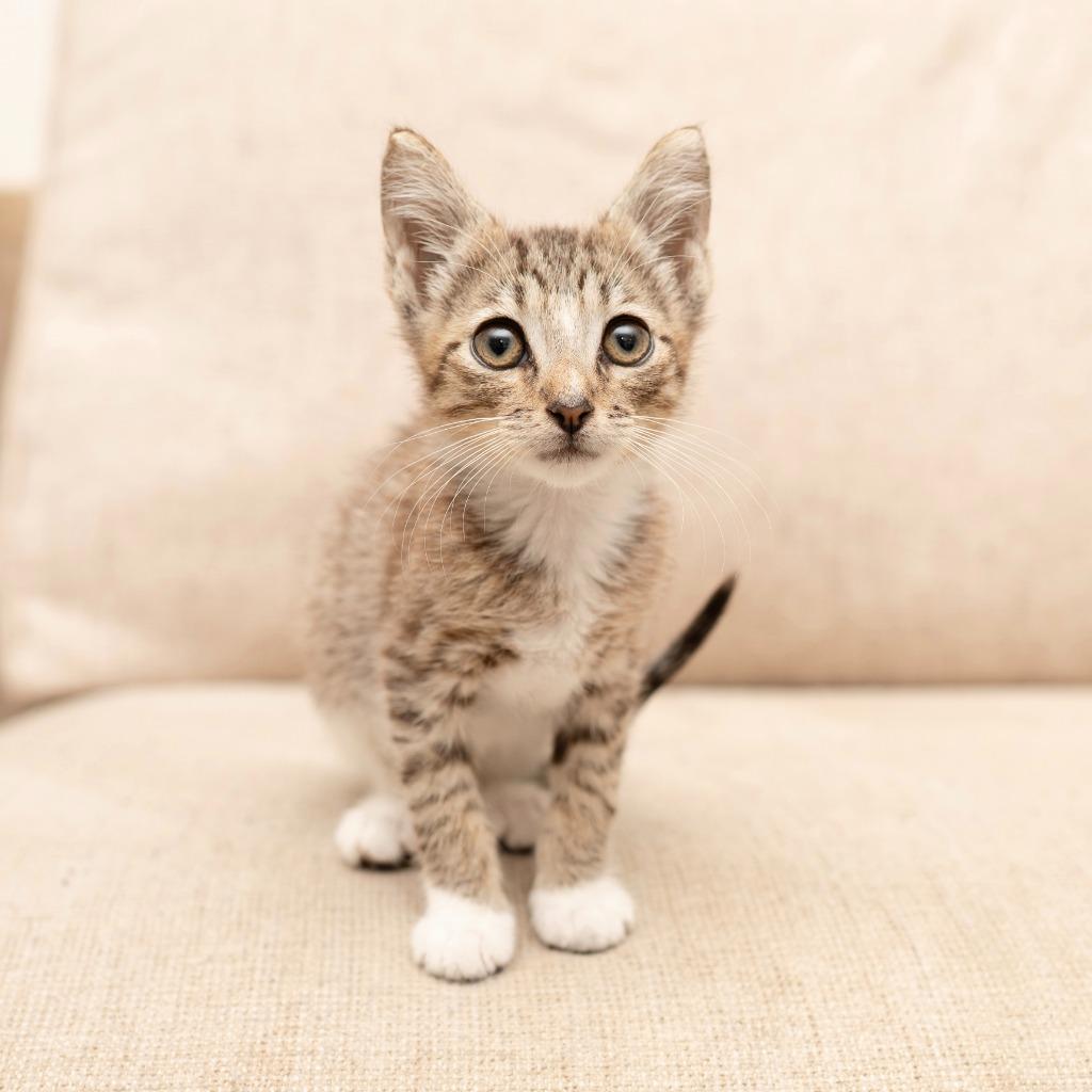 Enlarge Everett, a Adoptable mixed breed in Los Angeles, CA image 6/6