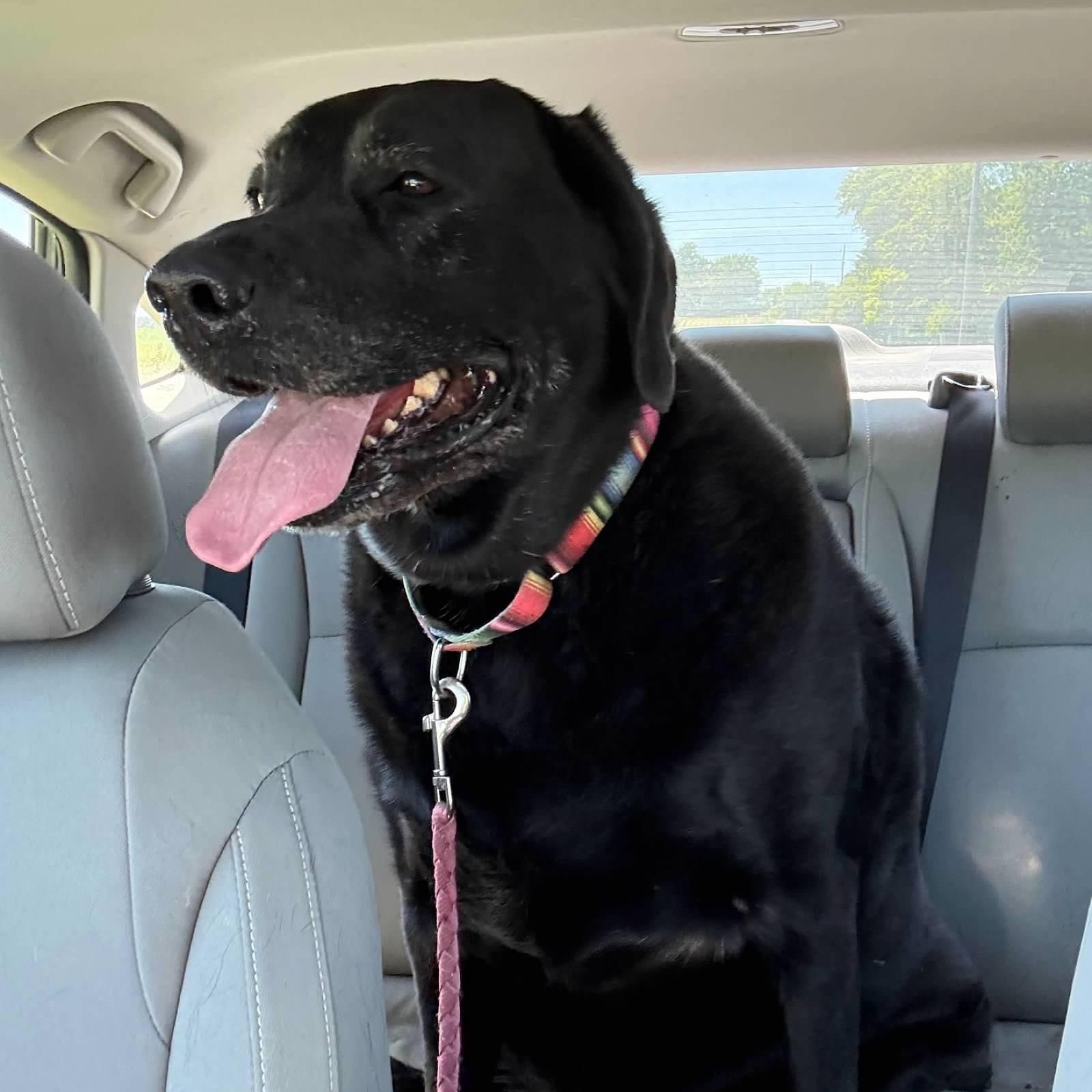 Enlarge Lucy, a ADOPTABLE Black Labrador Retriever in South Charleston, OH image 2/3