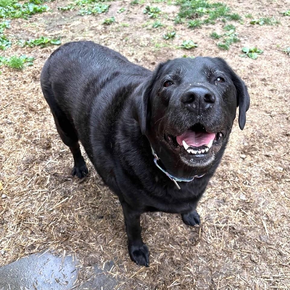 Enlarge Lucy, a ADOPTABLE Black Labrador Retriever in South Charleston, OH image 1/3