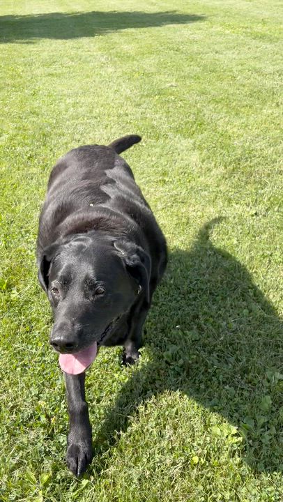 Enlarge Lucy, a ADOPTABLE Black Labrador Retriever in South Charleston, OH video 3/3