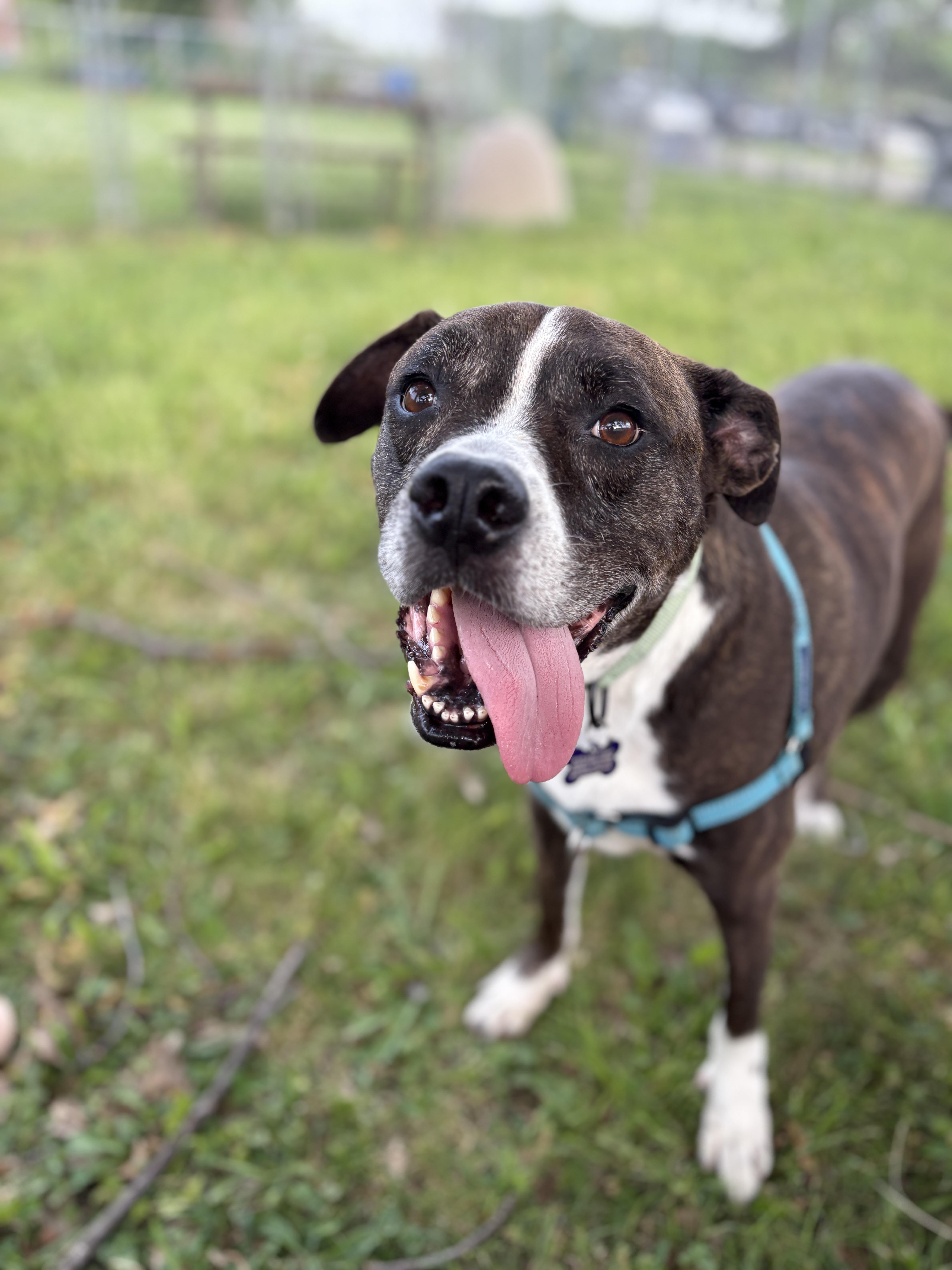 Rae, a Adoptable mixed breed in Des Moines, IA image 3/4