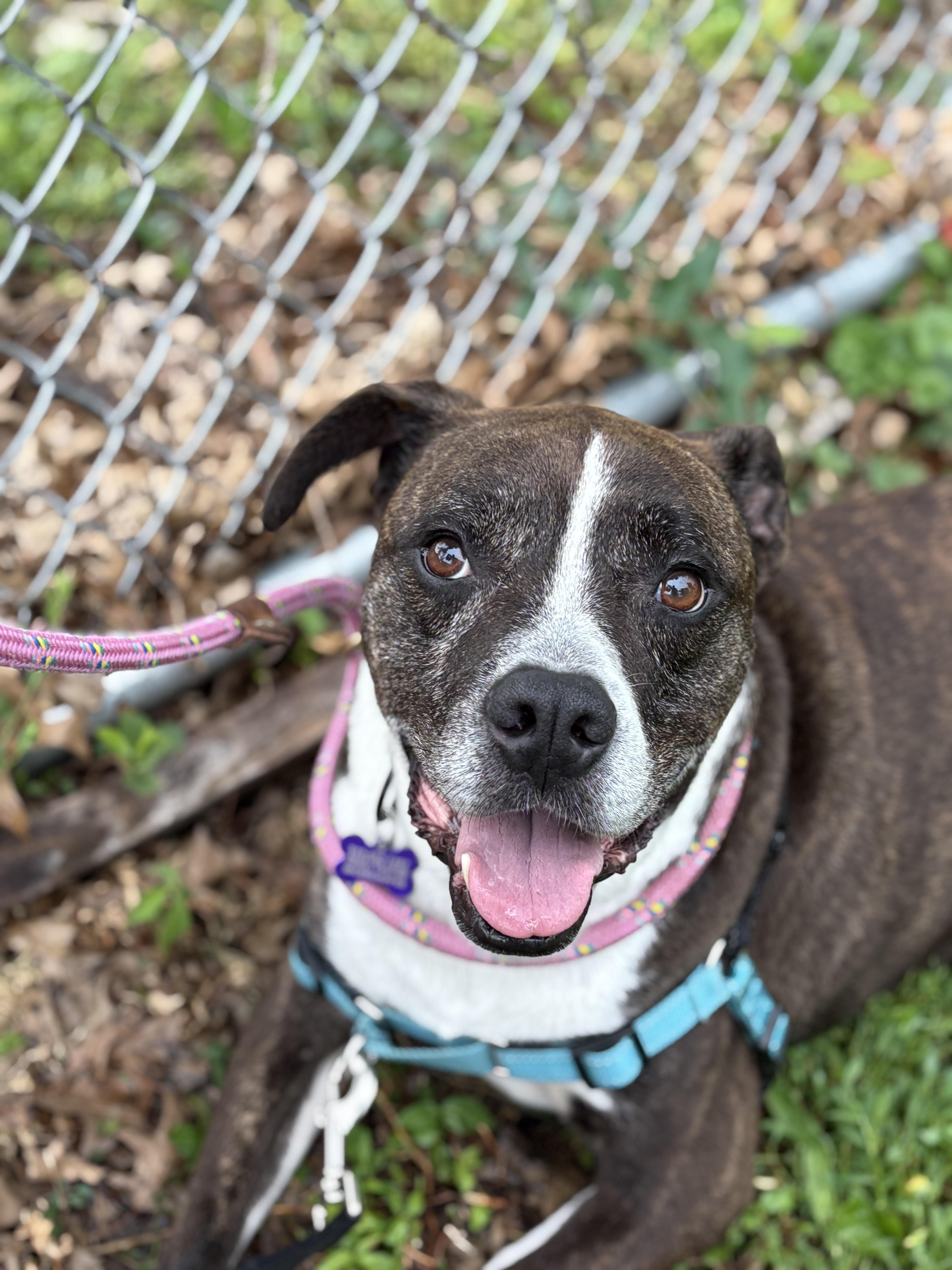 Rae, a Adoptable mixed breed in Des Moines, IA image 4/4