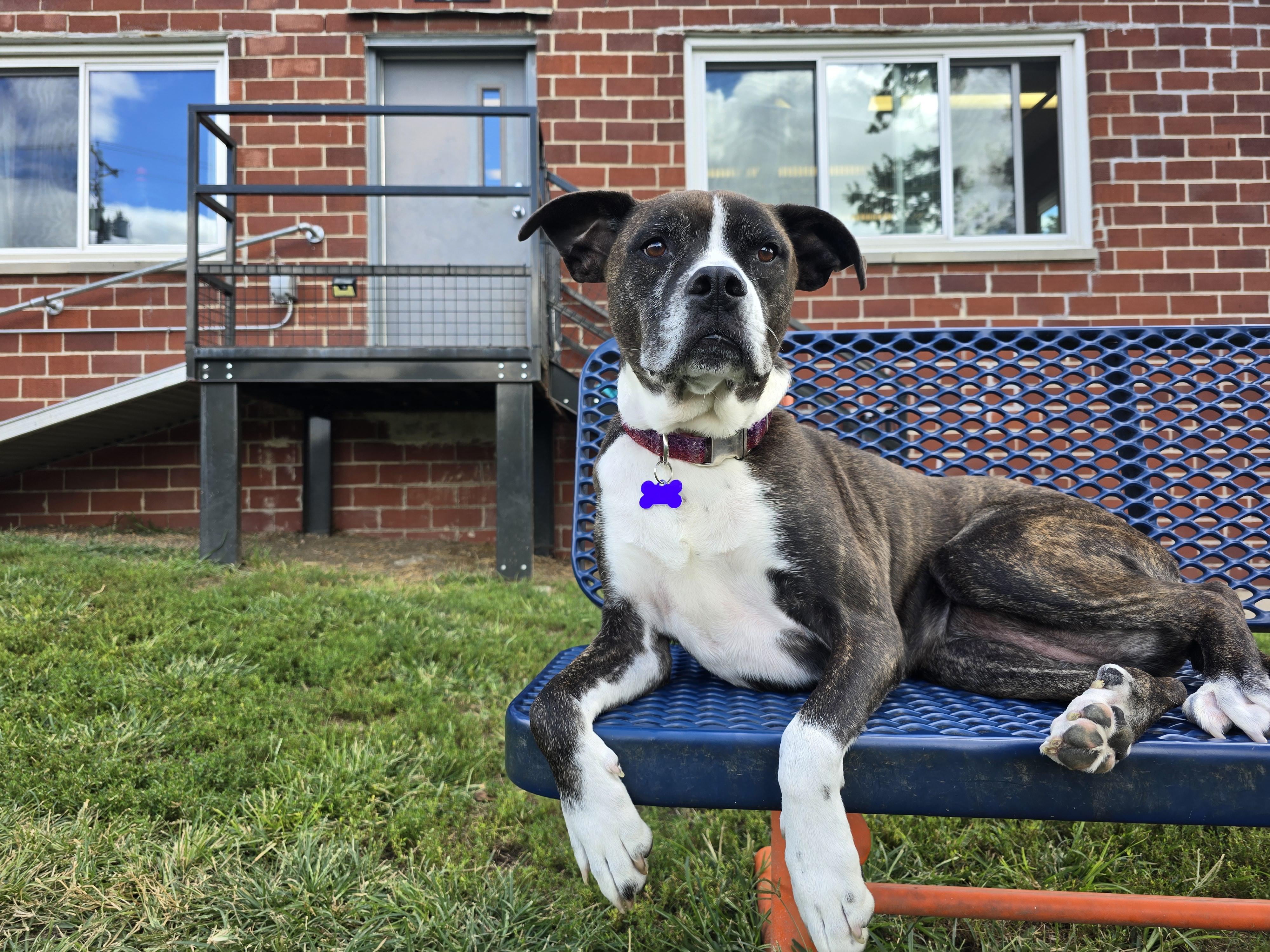 Rae, Adoptable, Adult Female Boxer & Mixed Breed.