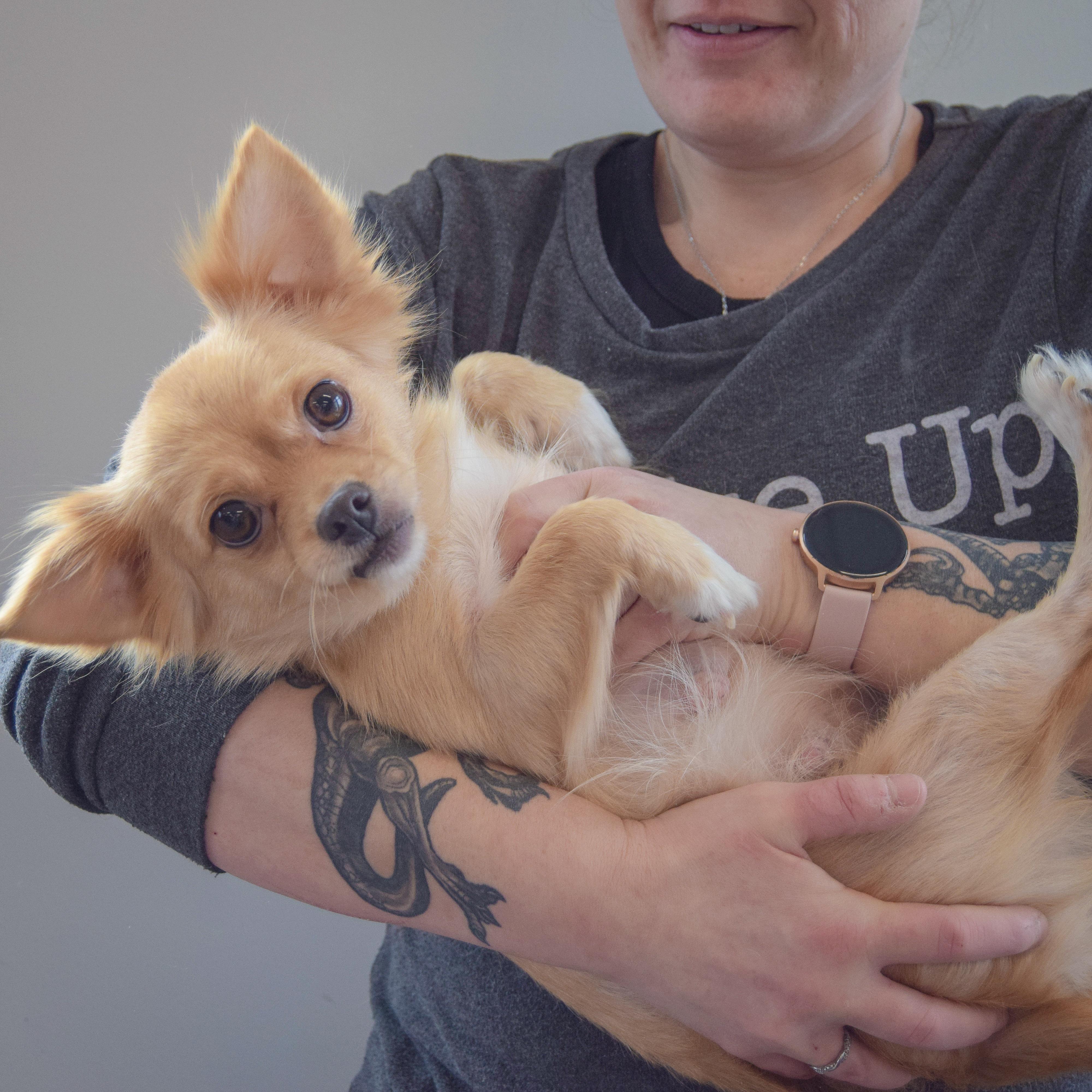 Enlarge Chloe, an adopted mixed breed in Huntley, IL image 3/4