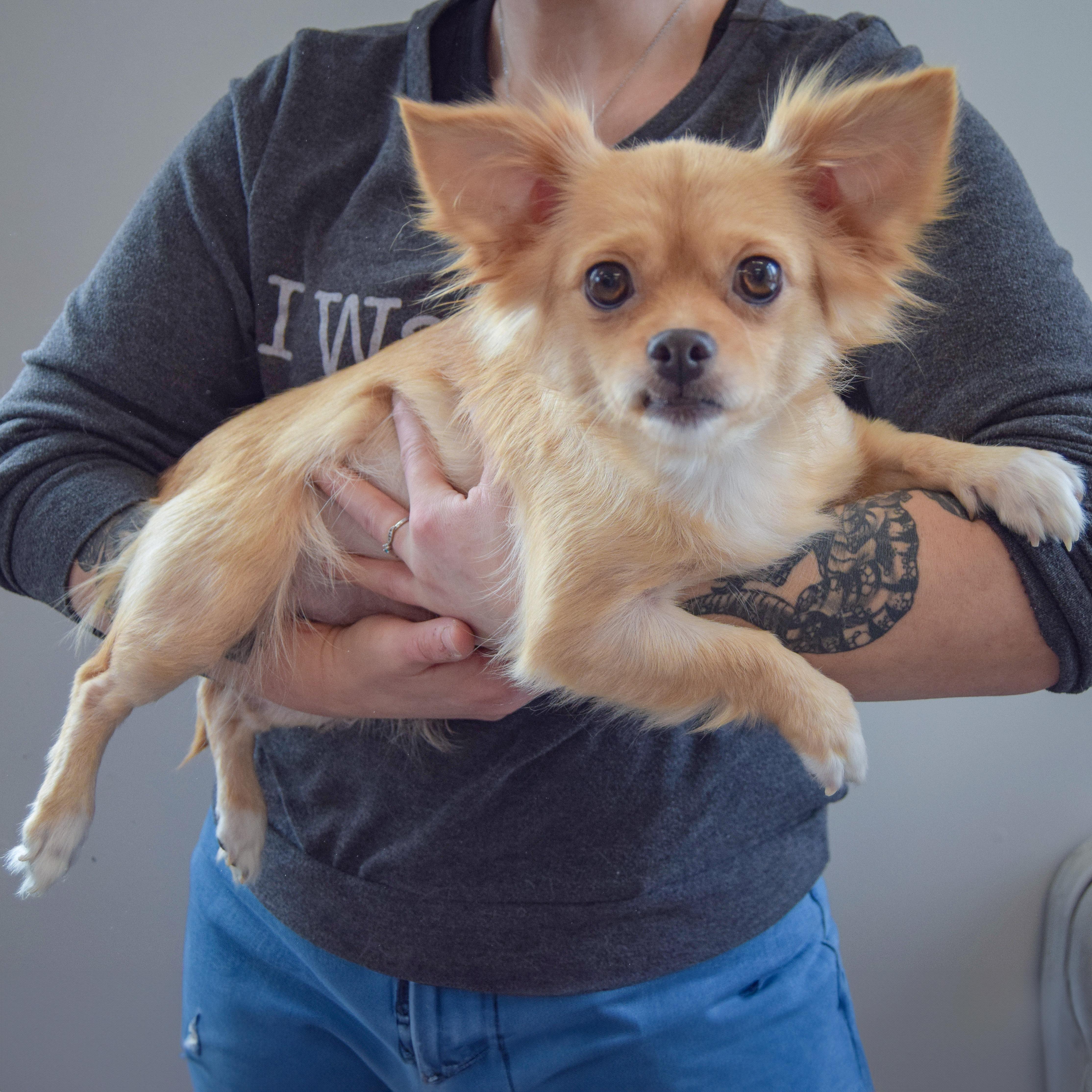 Enlarge Chloe, an adopted mixed breed in Huntley, IL image 2/4