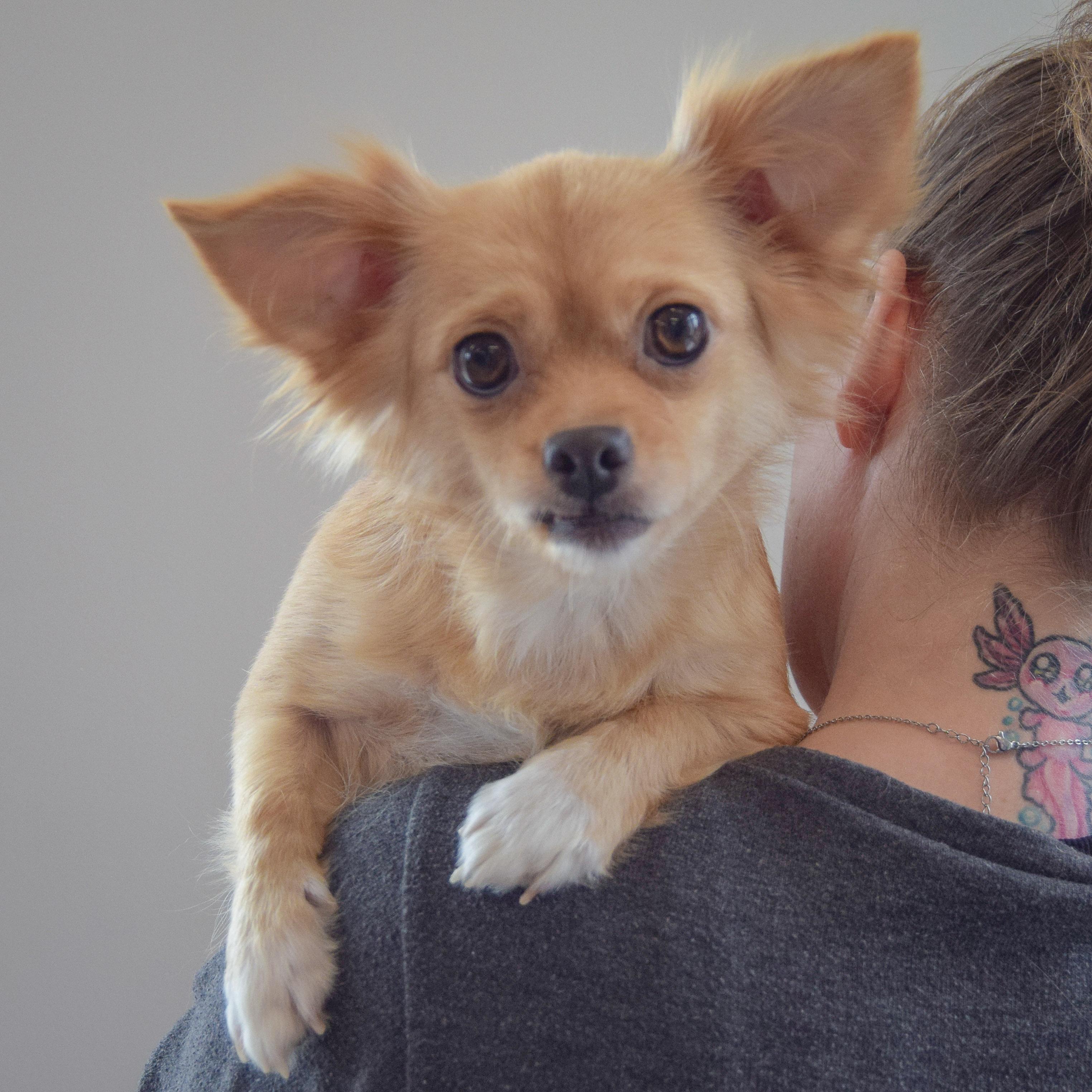 Enlarge Chloe, an adopted mixed breed in Huntley, IL image 4/4