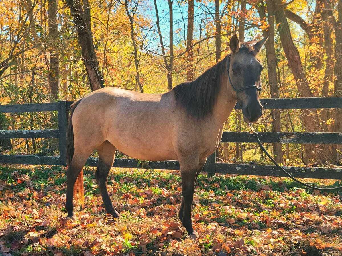 Harper | Companion Only, Adoptable, Adult Female Quarterhorse.