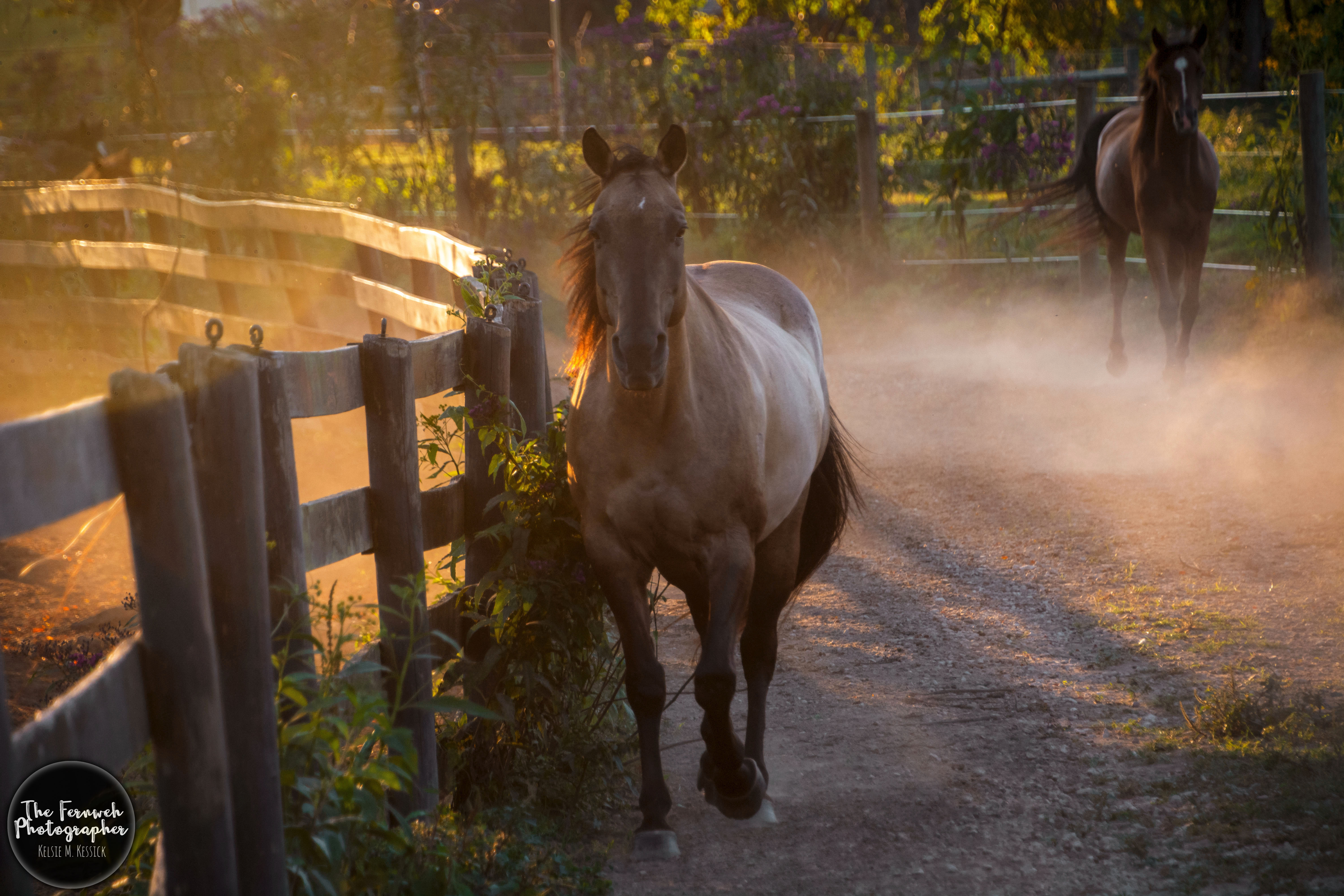 Harper | Companion Only, a Adoptable Quarterhorse in Huntington, WV image 3/5