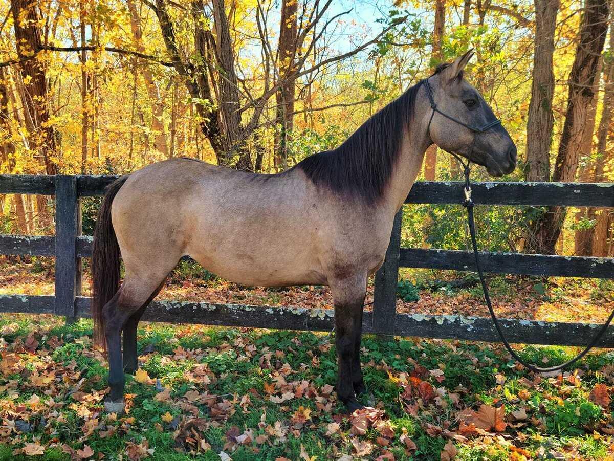 Harper | Companion Only, a Adoptable Quarterhorse in Huntington, WV image 2/5