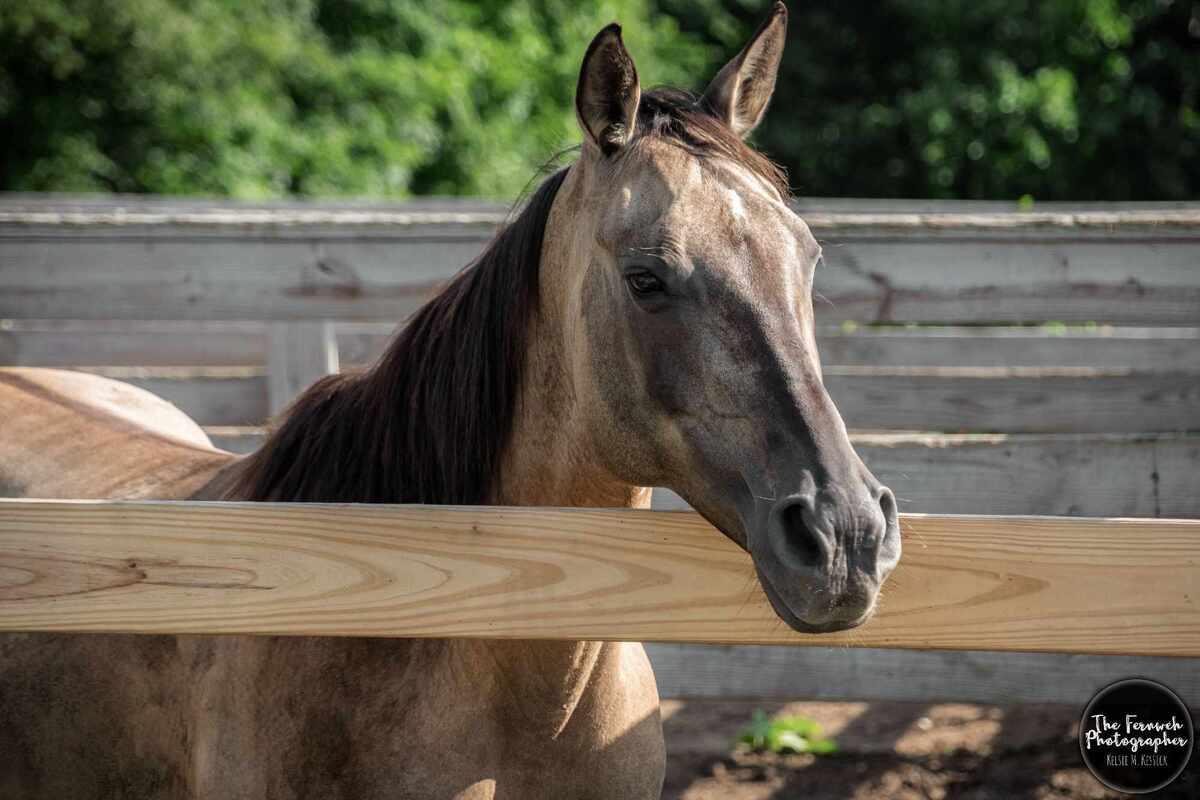 Harper | Companion Only, a Adoptable Quarterhorse in Huntington, WV image 4/5