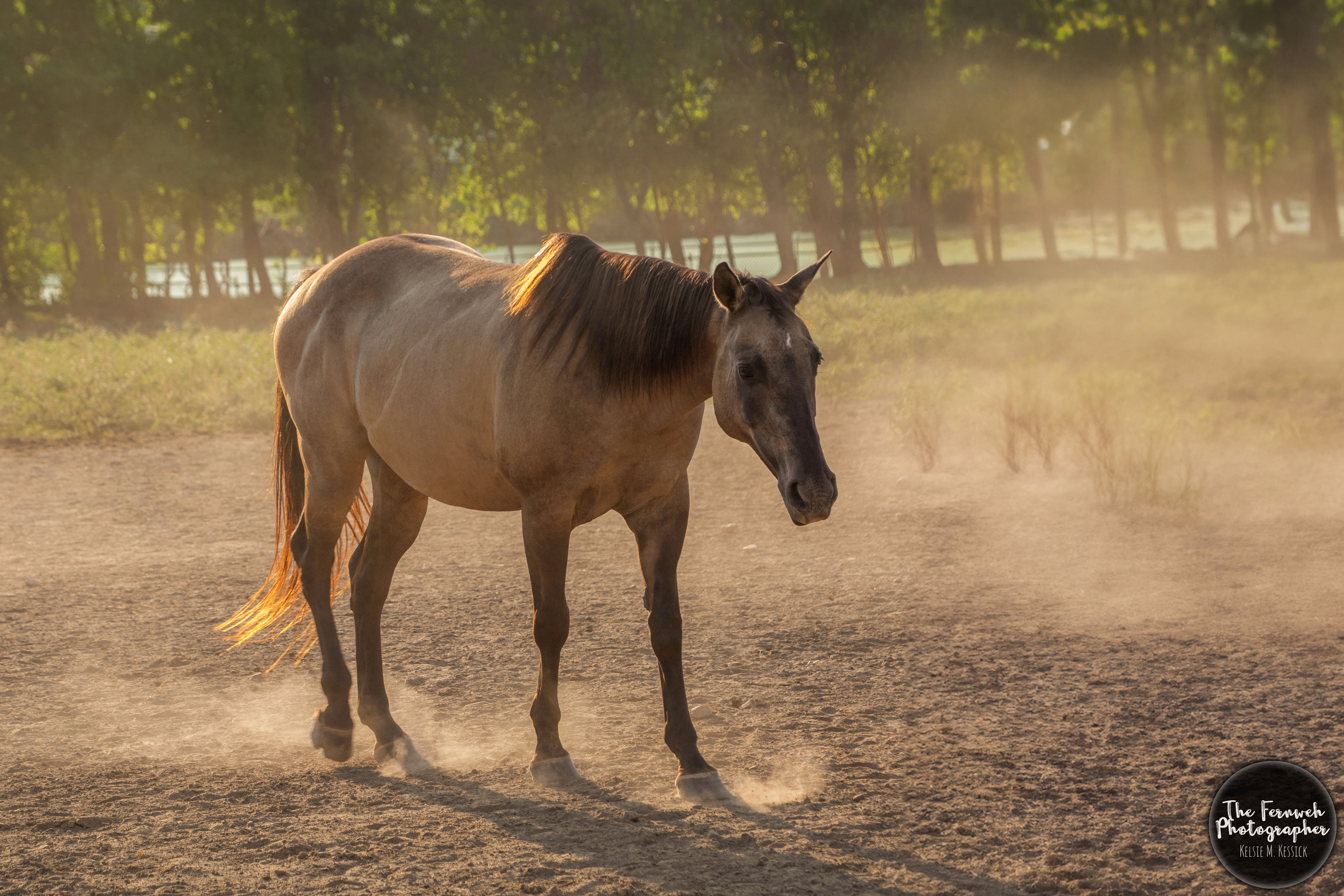 Harper | Companion Only, a Adoptable Quarterhorse in Huntington, WV image 5/5