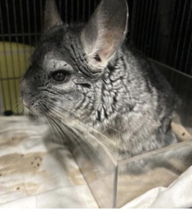 Lisury, ADOPTABLE, Adult Male Chinchilla.