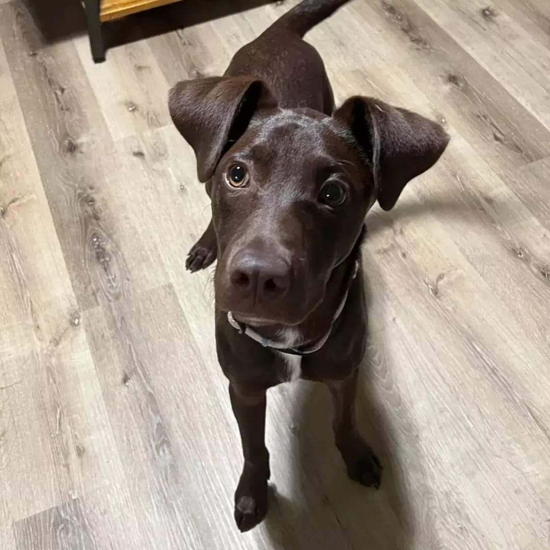 Eddie, Adopted, Young Male Chocolate Labrador Retriever & Doberman Pinscher.