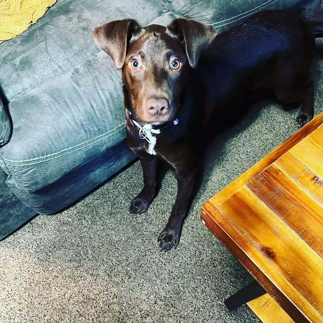 Enlarge Eddie, a Adopted mixed breed in Kokomo, IN image 2/12